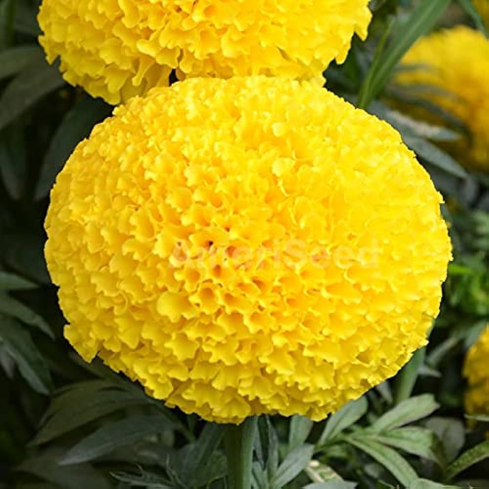 Marigold Crackjack Tall Verson Seeds