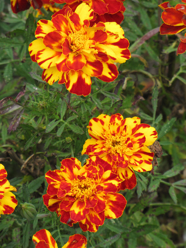 Marigold Bolero seeds