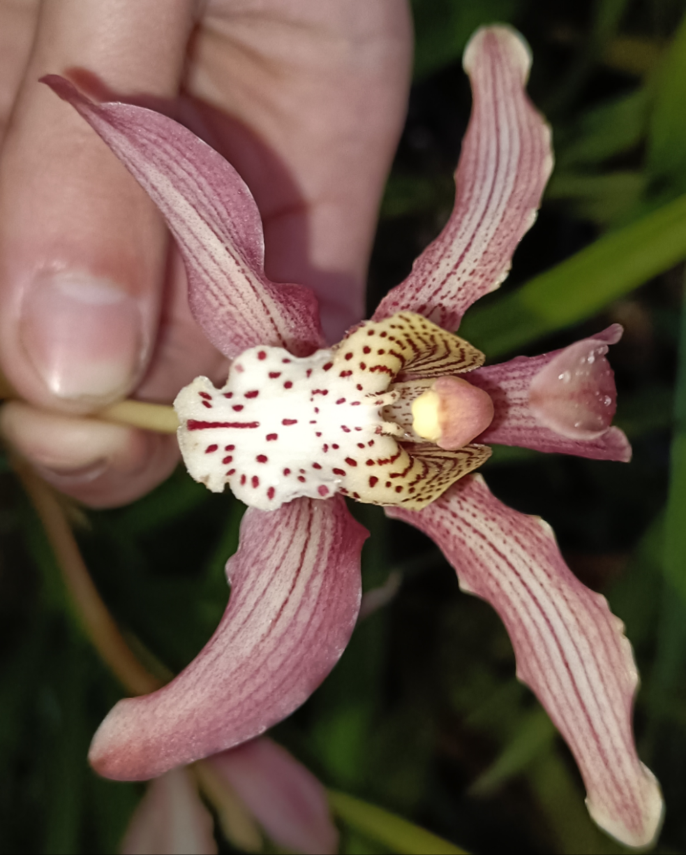 Cymbidium (Erythrostylom x FoxFire Dancer) x Erythraeum Flowering Size no 1