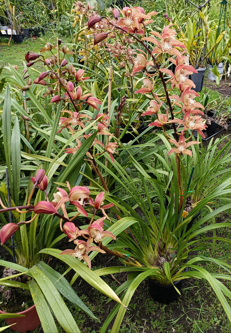 Cymbidium Doris (insigne X tracyanum) No 1