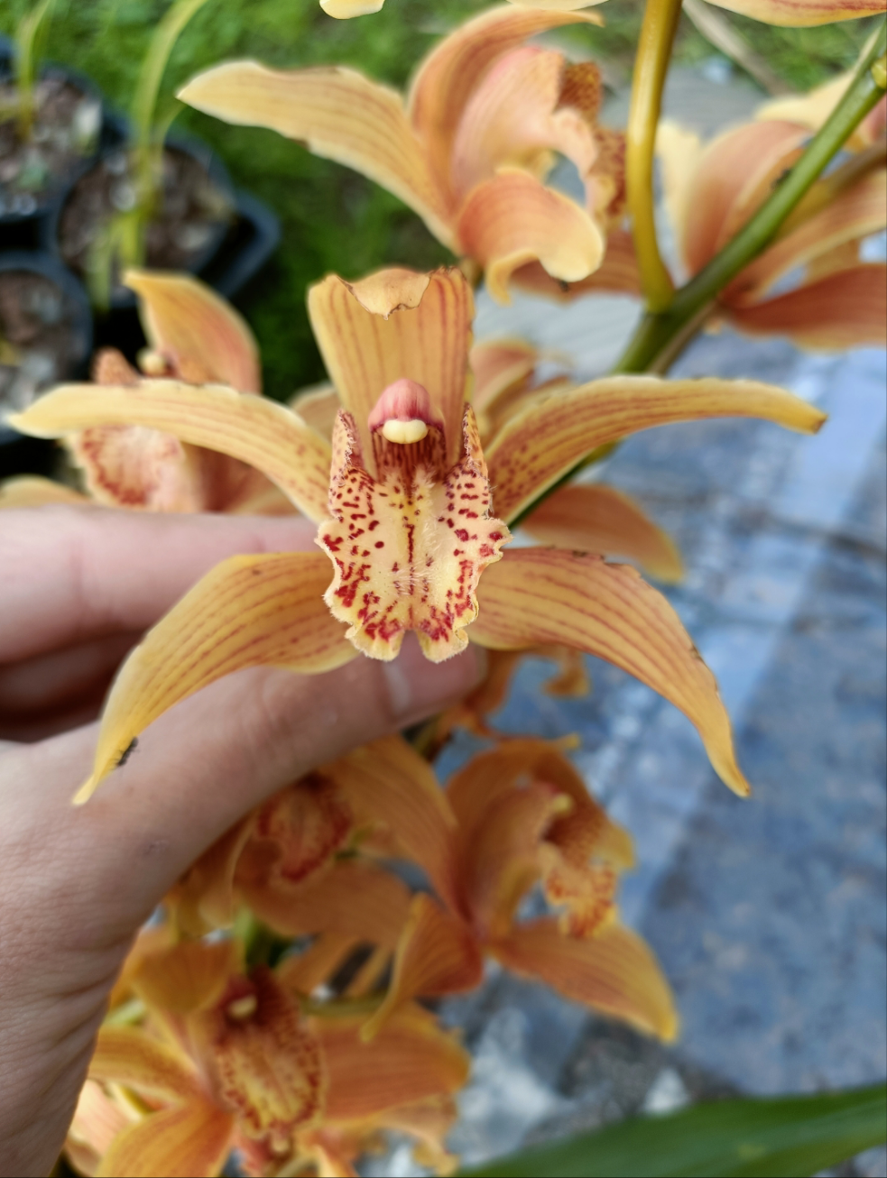 Cymbidium Bennet poli no 5