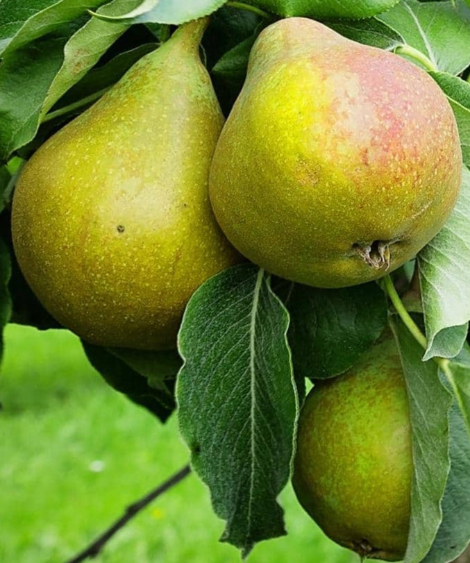Flordahome pear cuttings x2