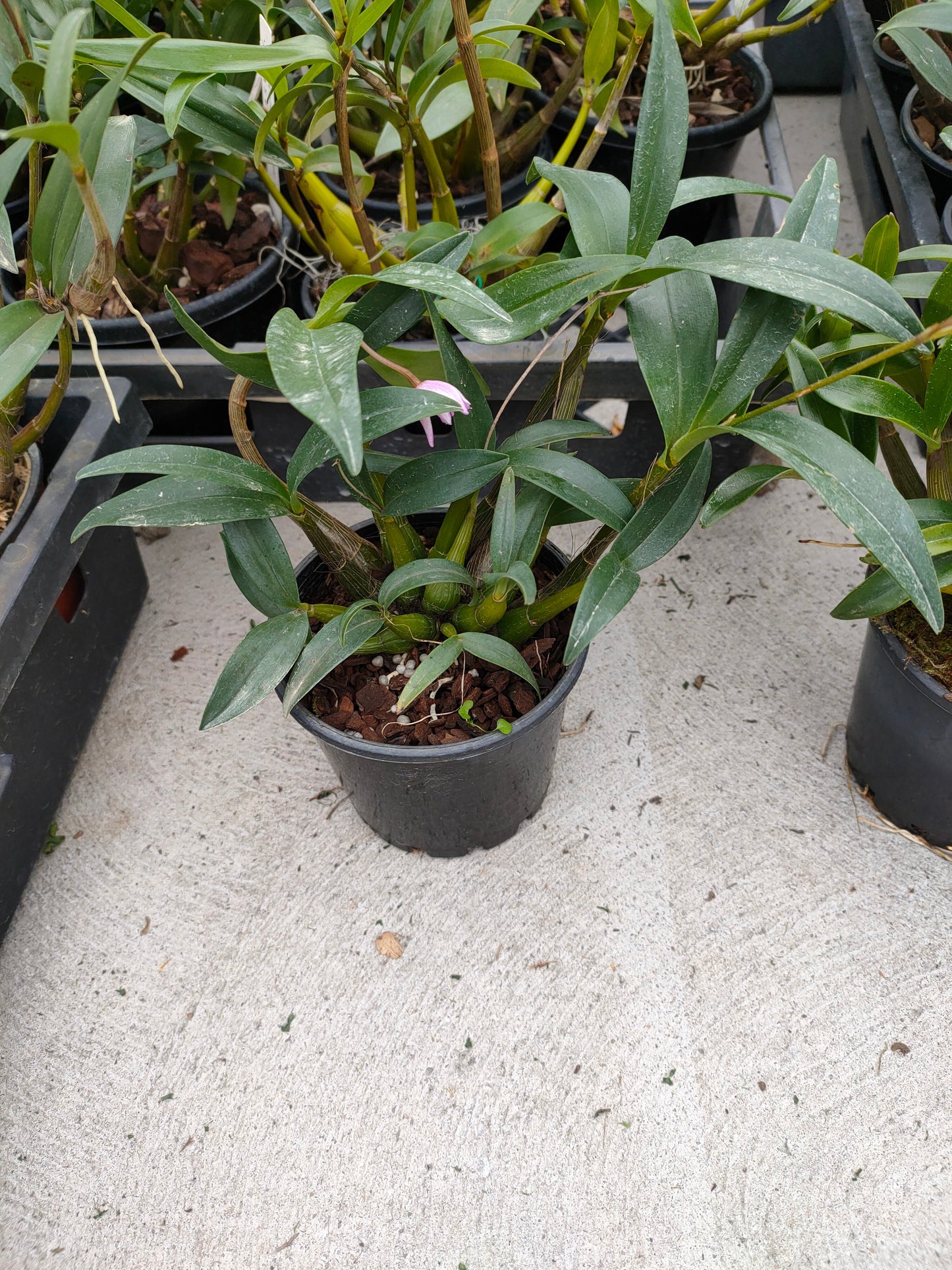 Orchid Dendrobium Kingianum crystal white x pink profection seed grown flowering size