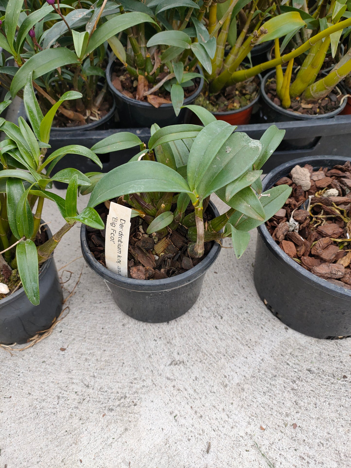 Orchid Dendrobium Kingianum Big Foot seed grown flowering size