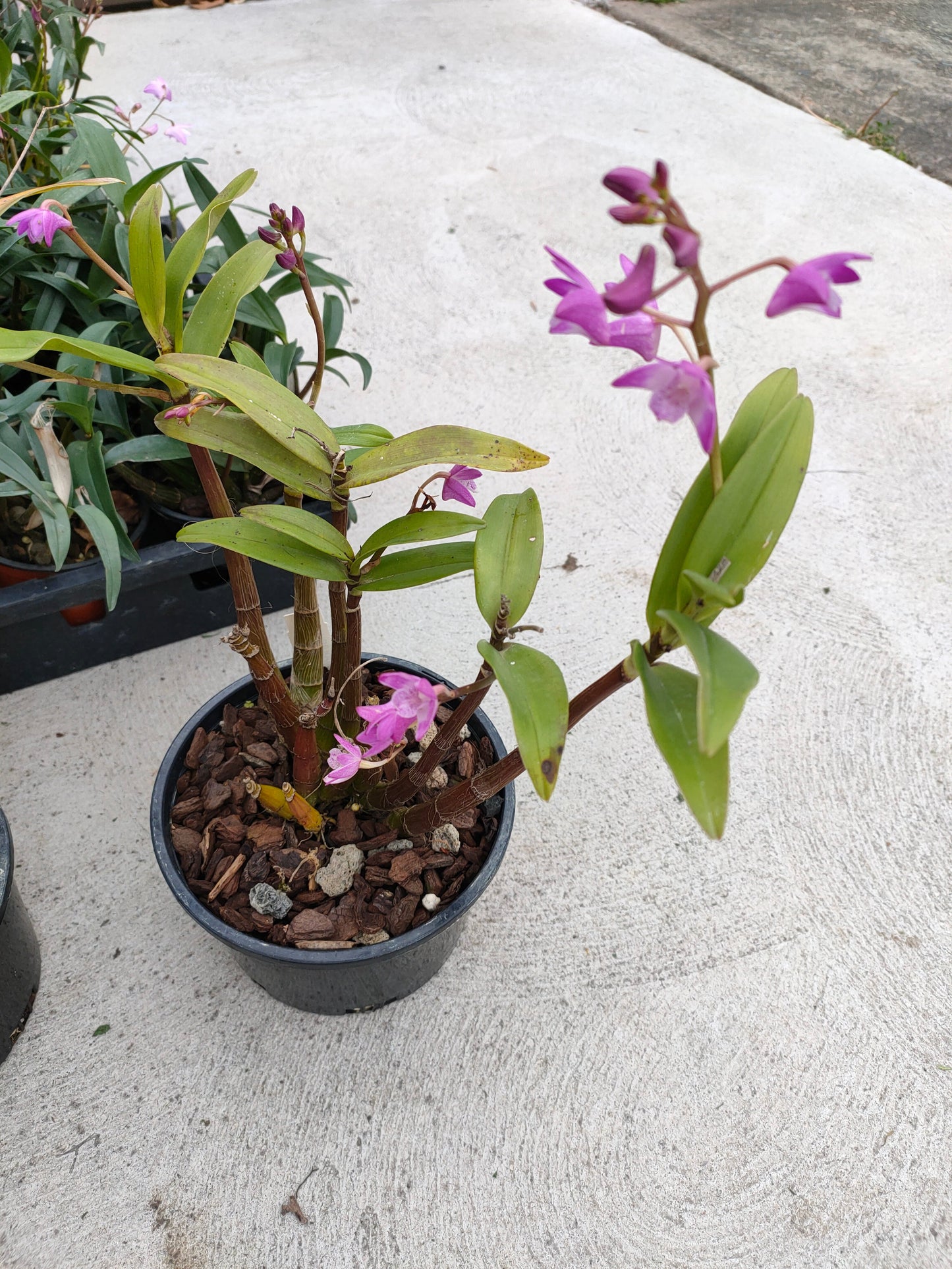 Orchid Dendrobium Kingianum crystal white x pink profection seed grown flowering size