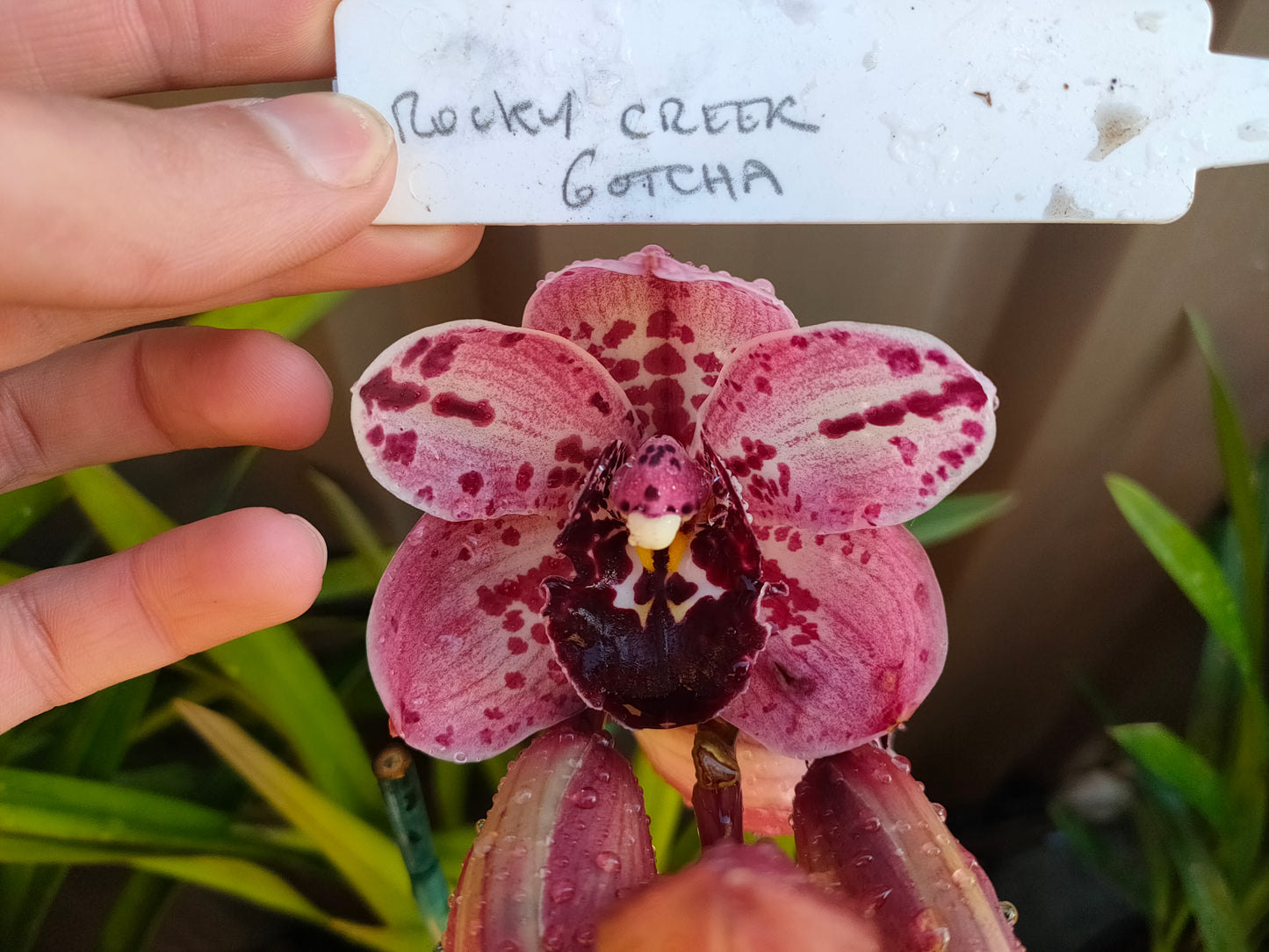 Cymbidium Orchid Rockey Creek Gotcha Flowering size plant
