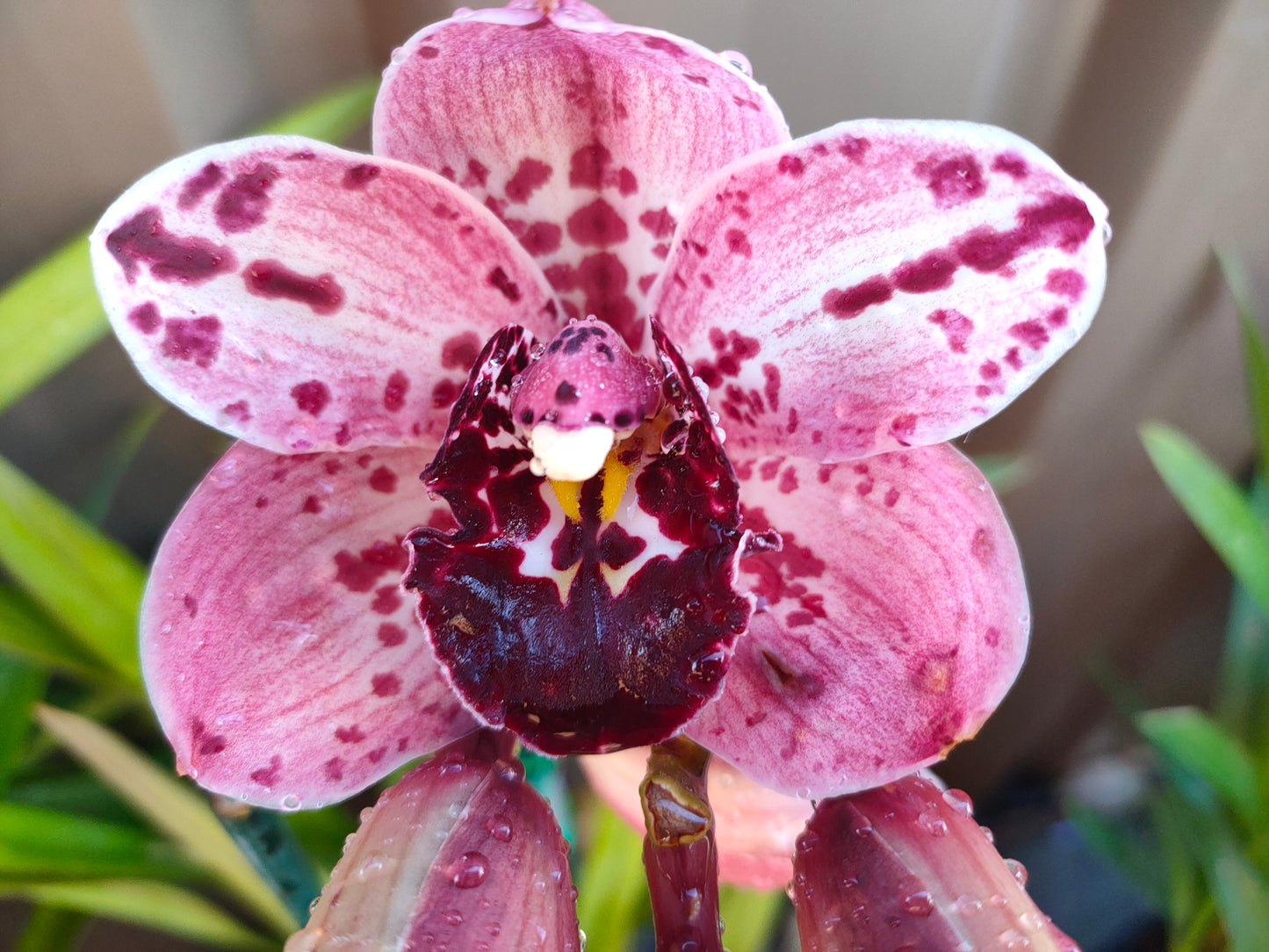 Cymbidium Orchid Rockey Creek Gotcha Flowering size plant