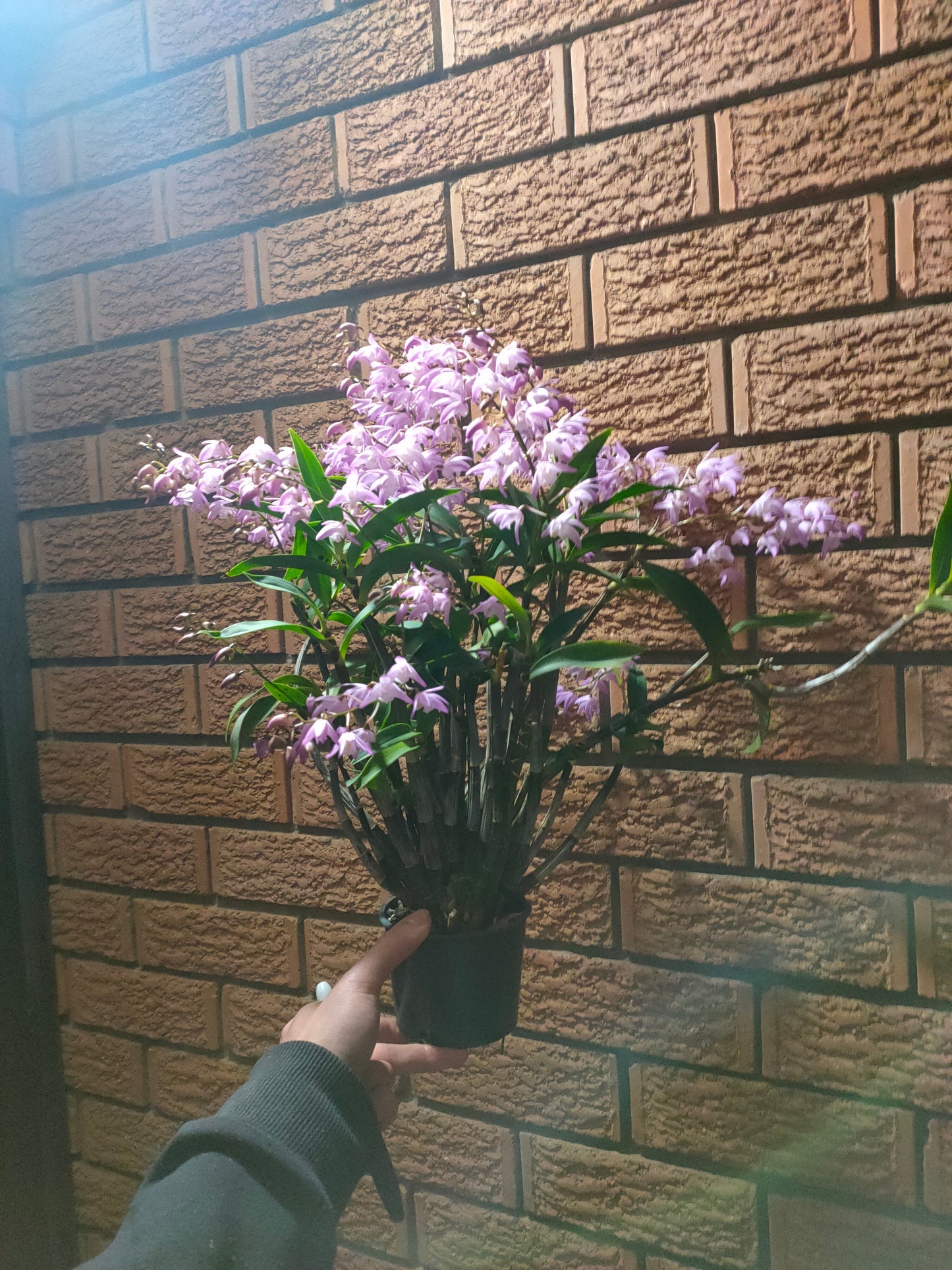 Orchid Dendrobium Helen x summer Hill seed grown flowering size