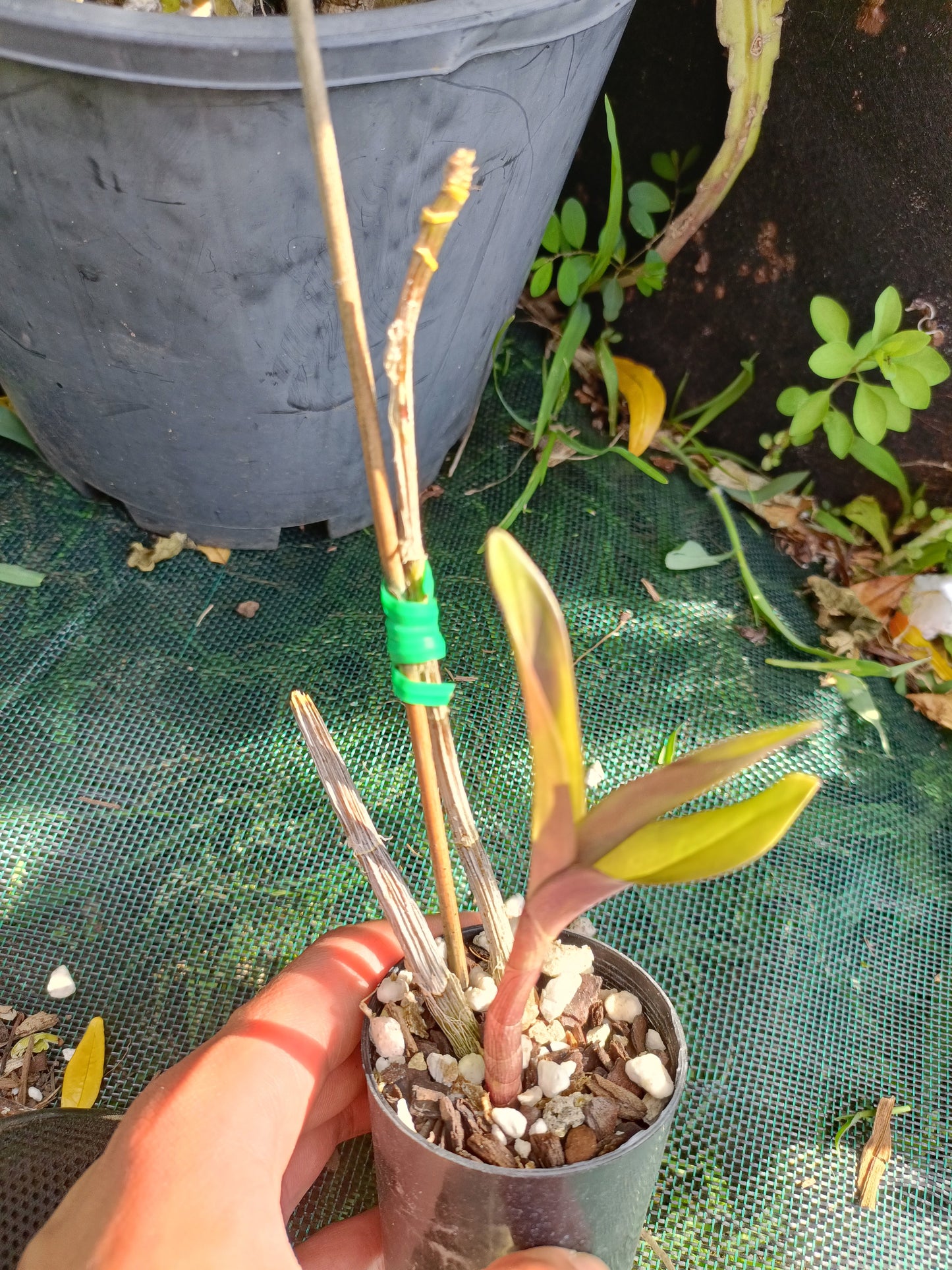 Orchid Kingianum X maron seedling