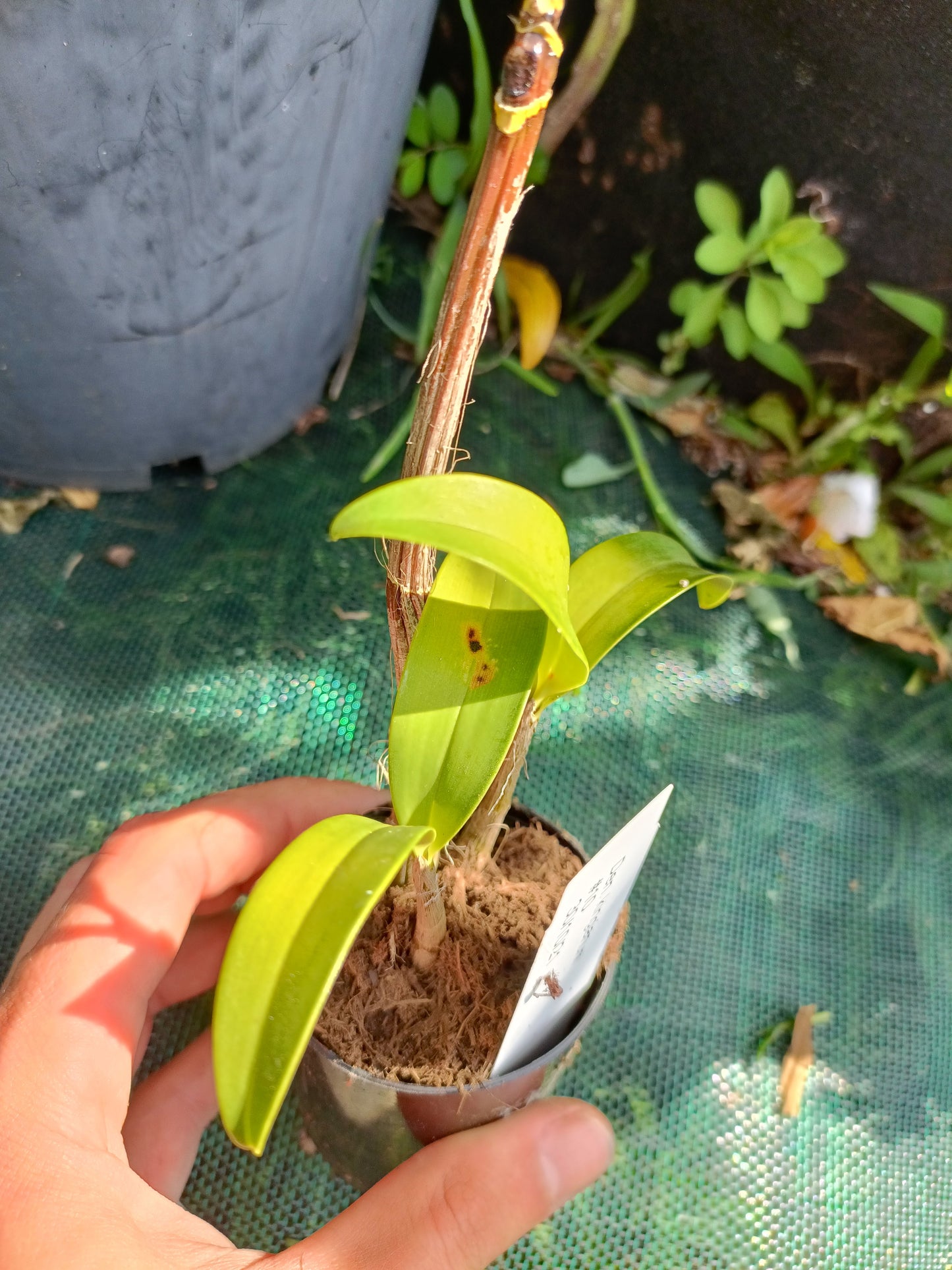 Orchid Kingianum X maron seedling