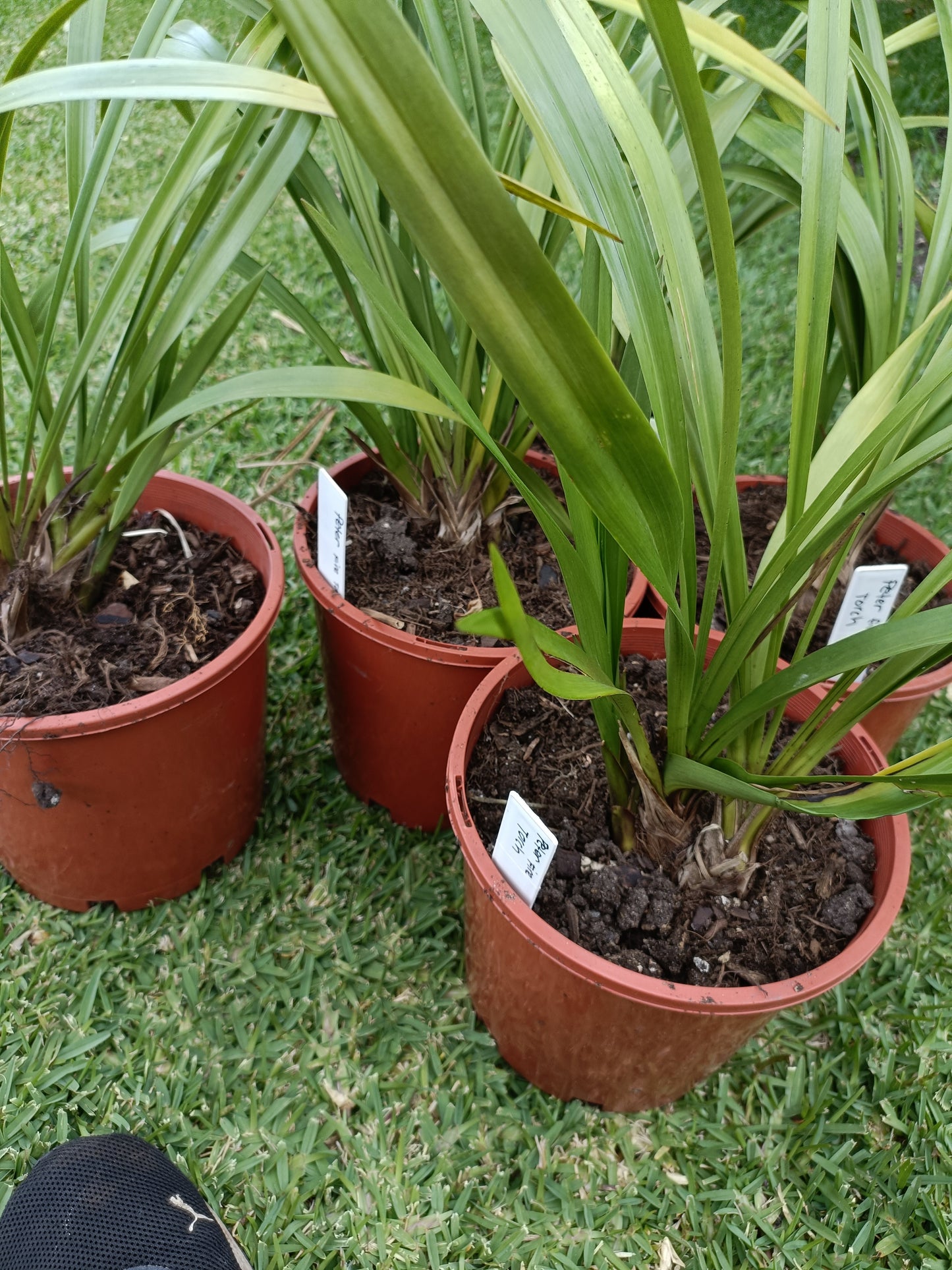 Cymbidium Orchid Anna Szabo 'Geyserland Flowering Size