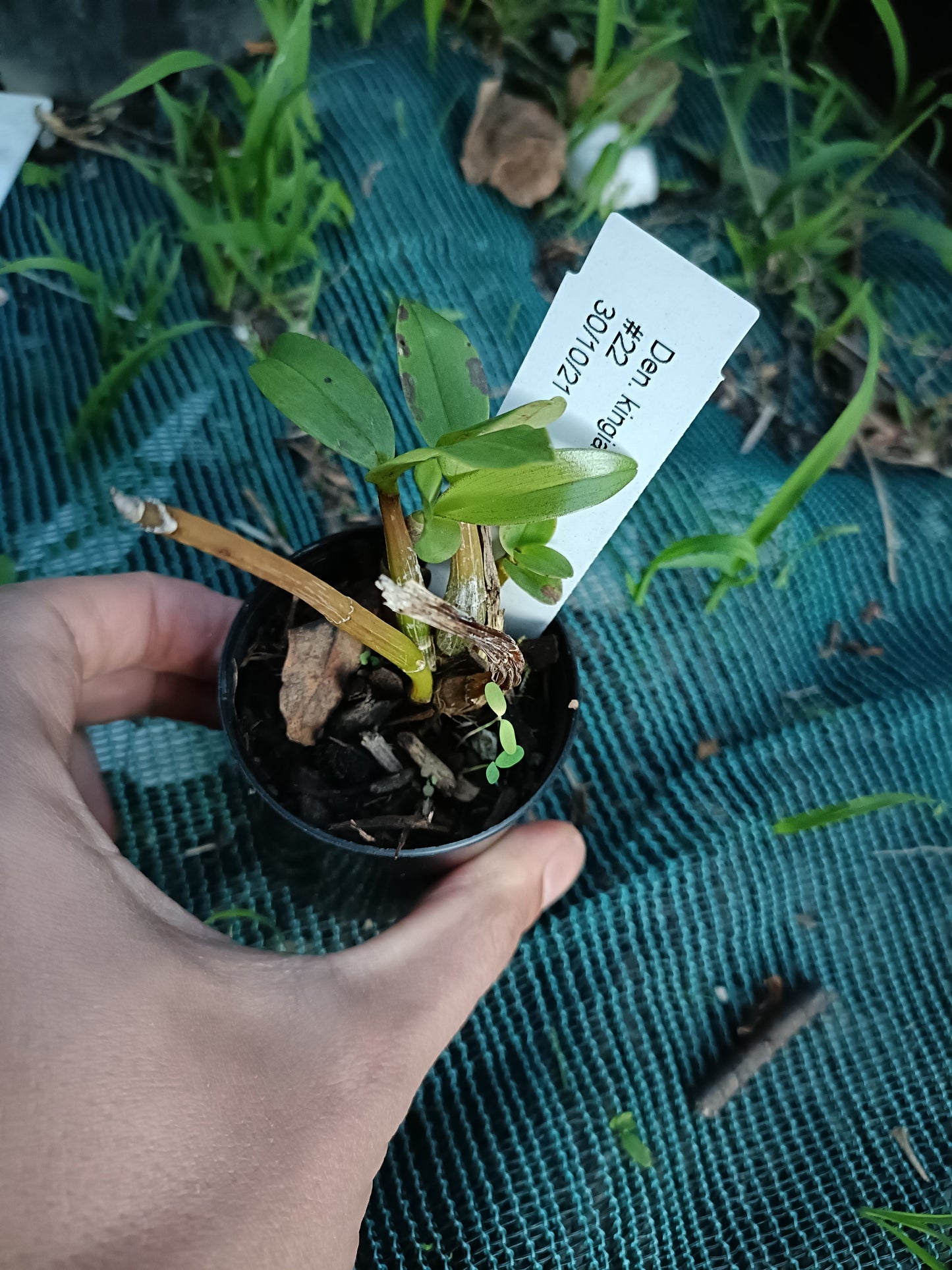 Orchid Dendrobium Australian Artist 'White Delight' x Speciosum small seedling
