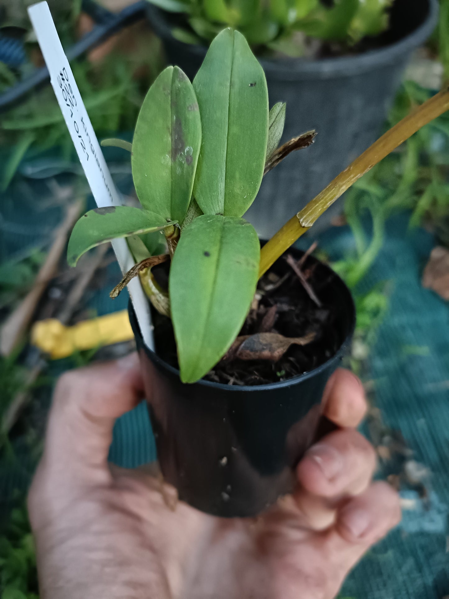 Orchid Dendrobium Australian Artist 'White Delight' x Speciosum small seedling