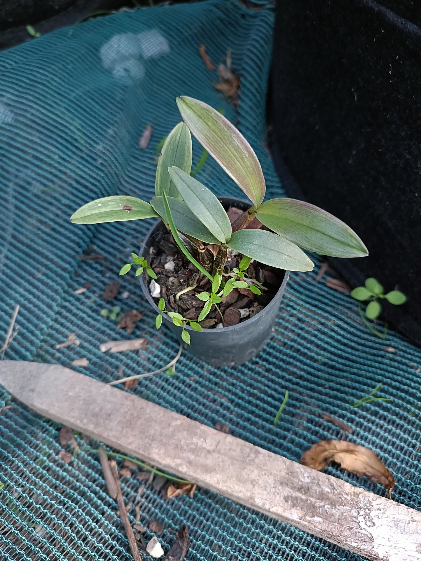 Orchid Dendrobium Australian Artist 'White Delight' x Speciosum small seedling