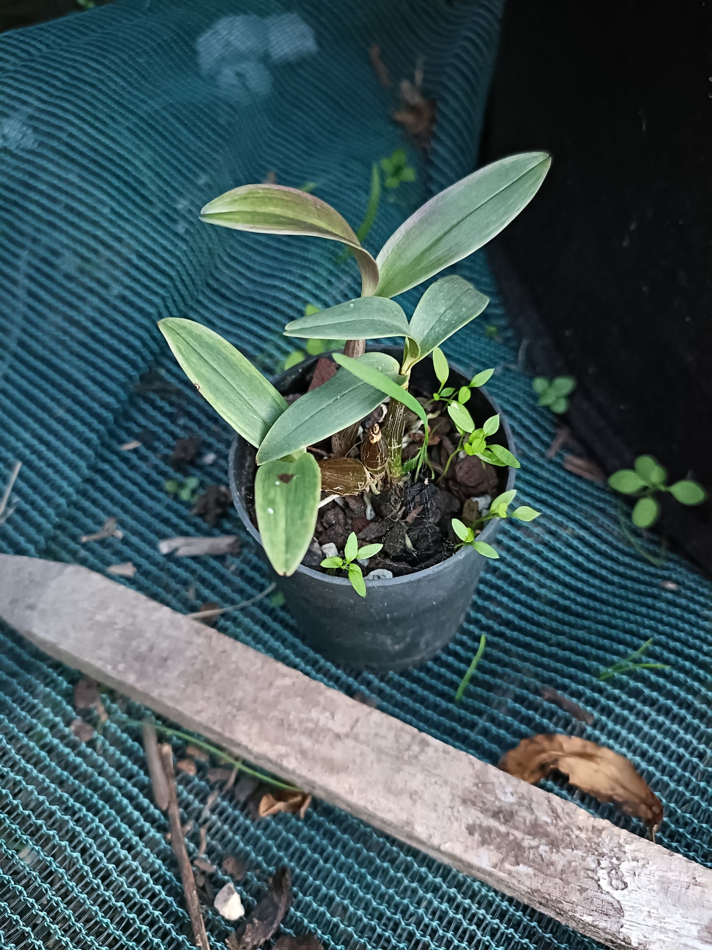 Orchid Dendrobium Australian Artist 'White Delight' x Speciosum small seedling