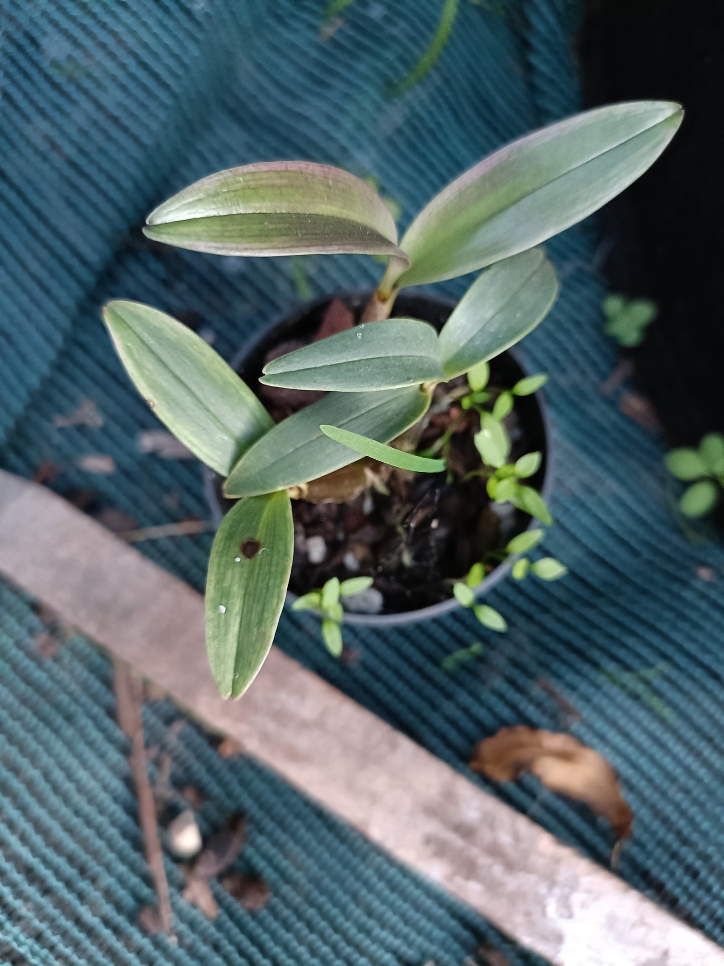 Orchid Kingianum X maron seedling