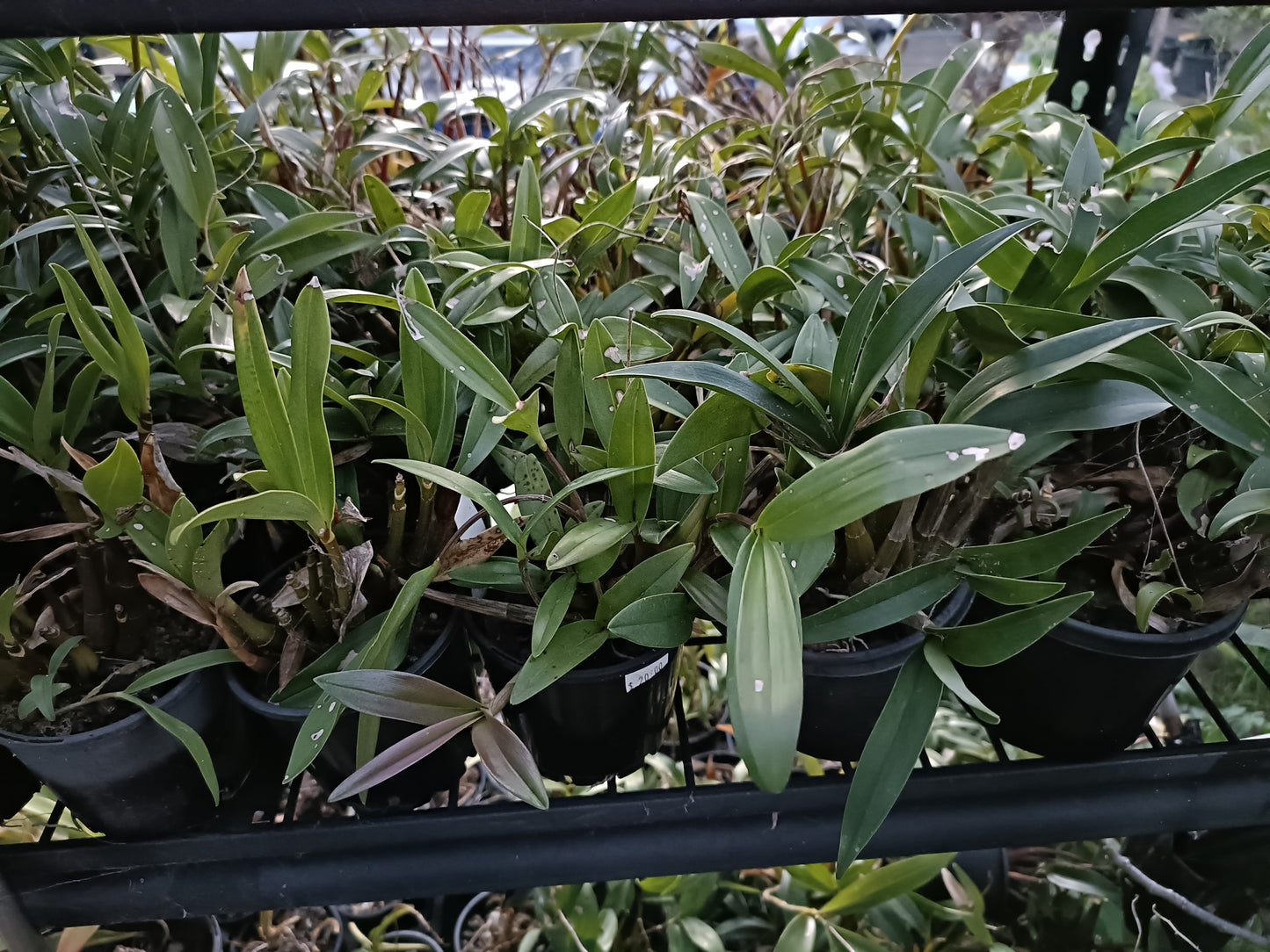 Orchid Dendrobium Kingianum crystal white x pink profection seed grown flowering size