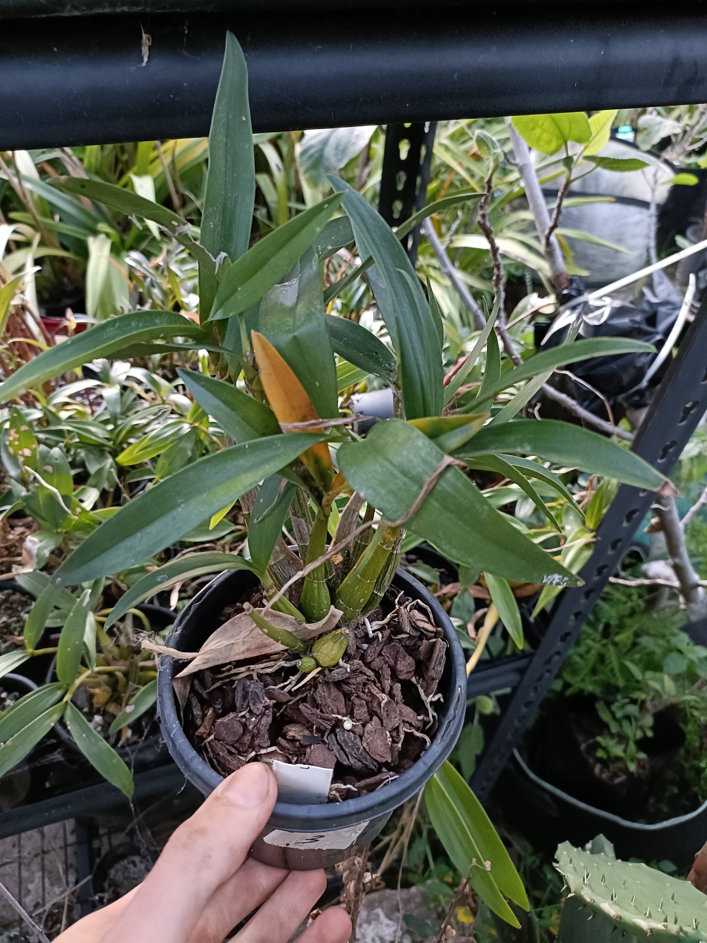 Orchid Dendrobium Helen x summer Hill seed grown flowering size