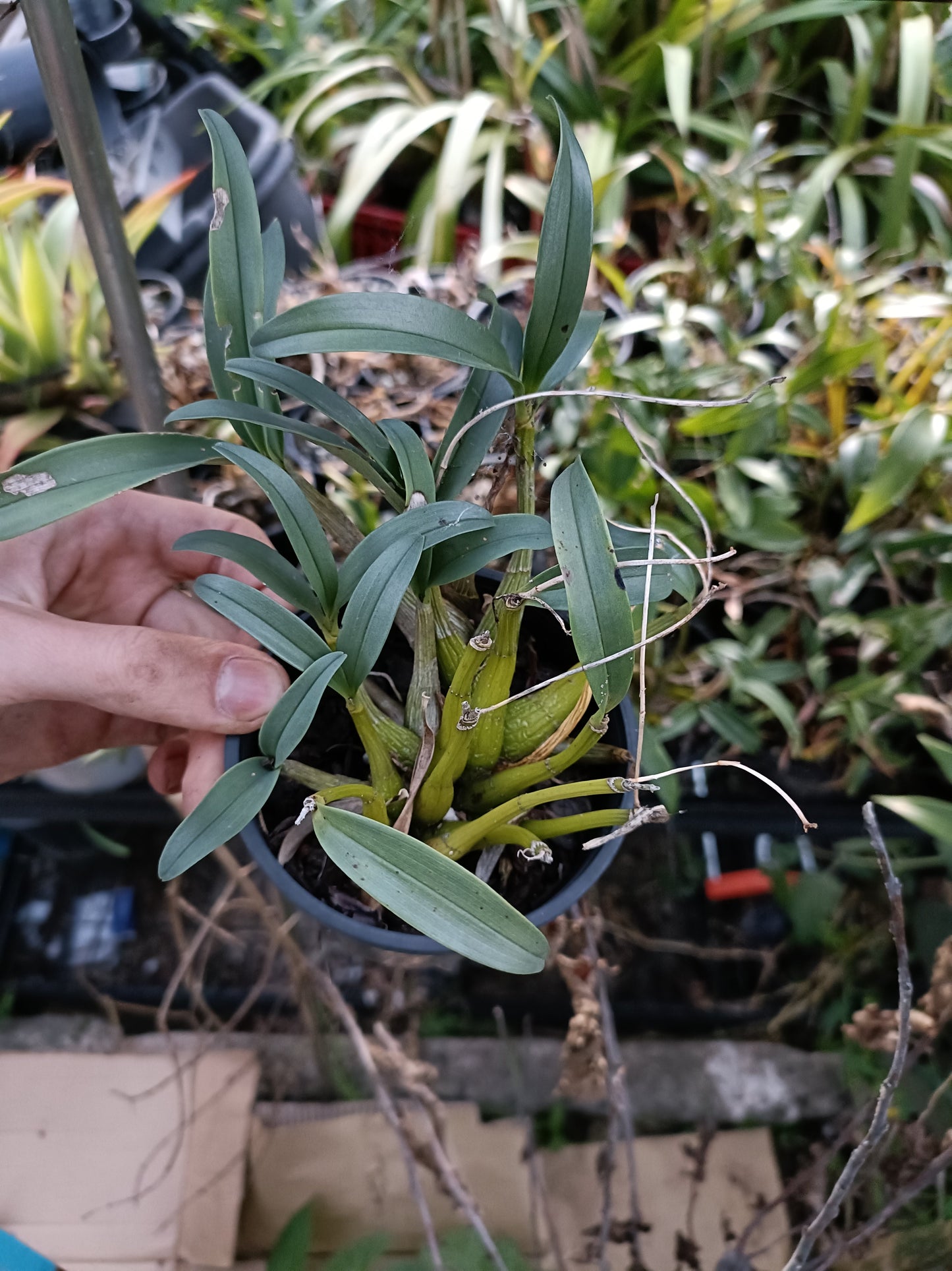 Orchid Dendrobium Kingianum Flinders ‘Grant Garrett’ x speciosum curvicaule Day Light Moon seed grown flowering size