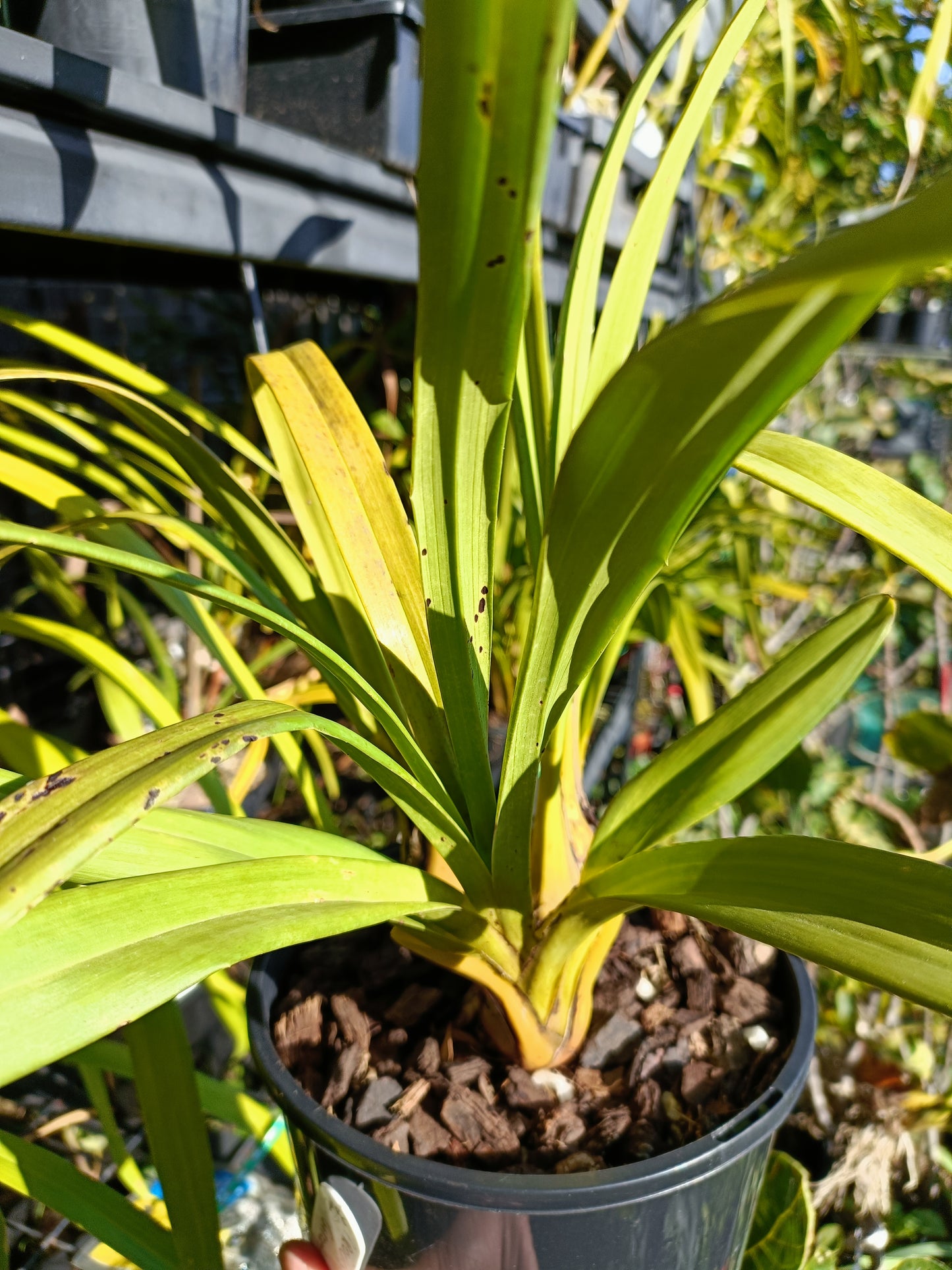 Cymbidium Orchid Rockey Creek Gotcha Flowering size plant