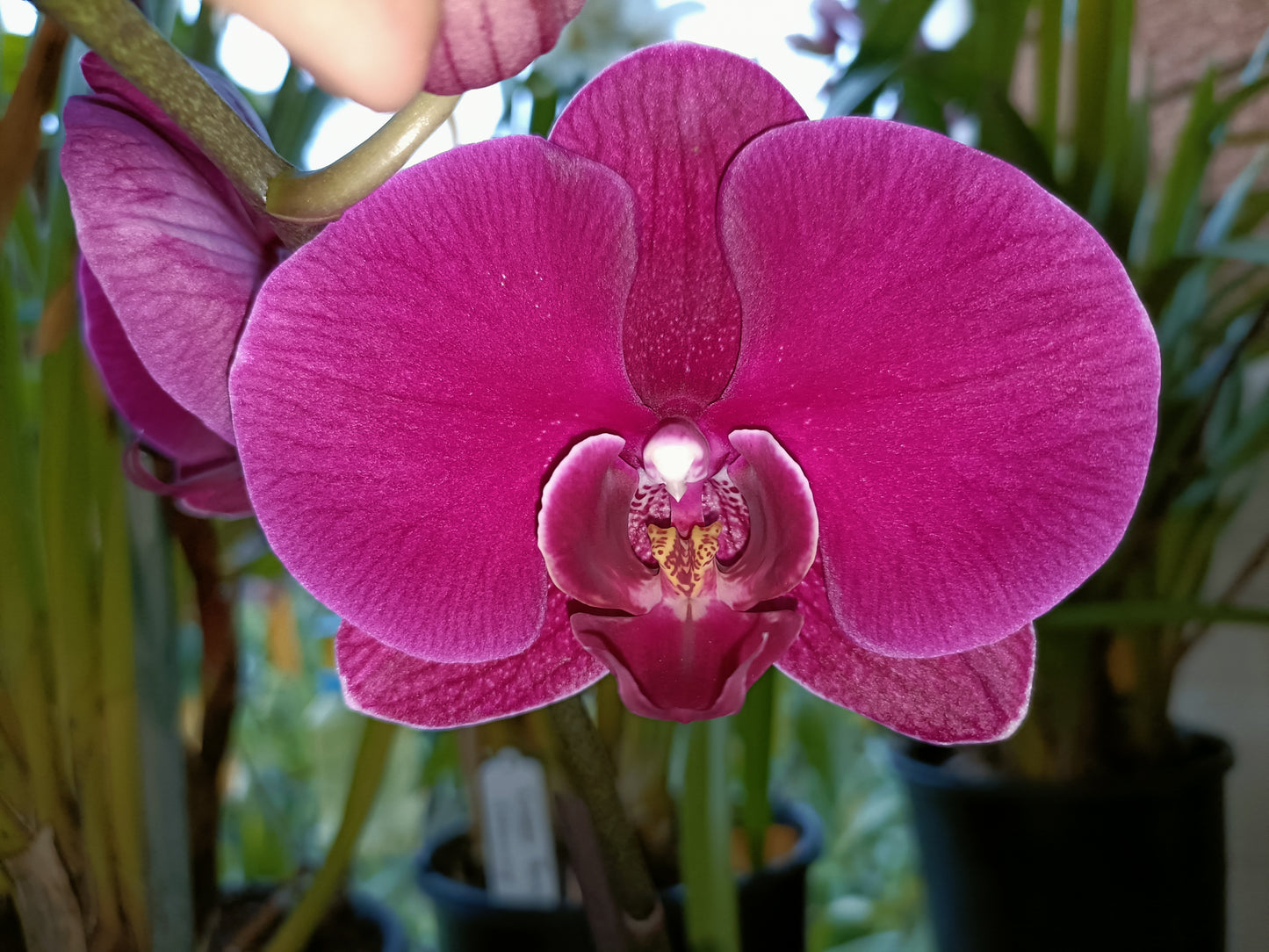 Phalaenopsis Orchid Z4 x Spotty Dotty Butterfly Flowering sized plant