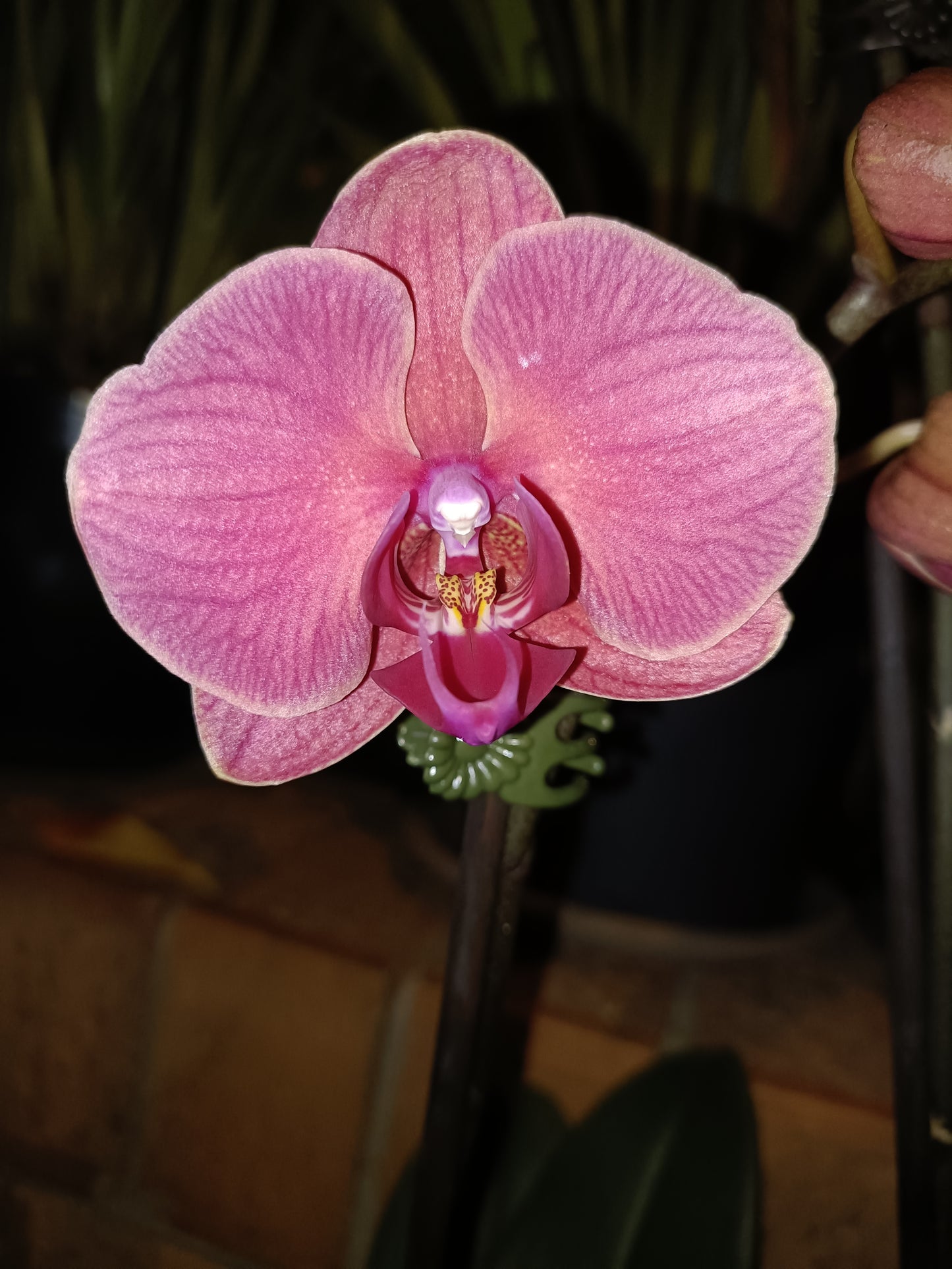Phalaenopsis Orchid Z4 x Spotty Dotty Butterfly Flowering size unflowered