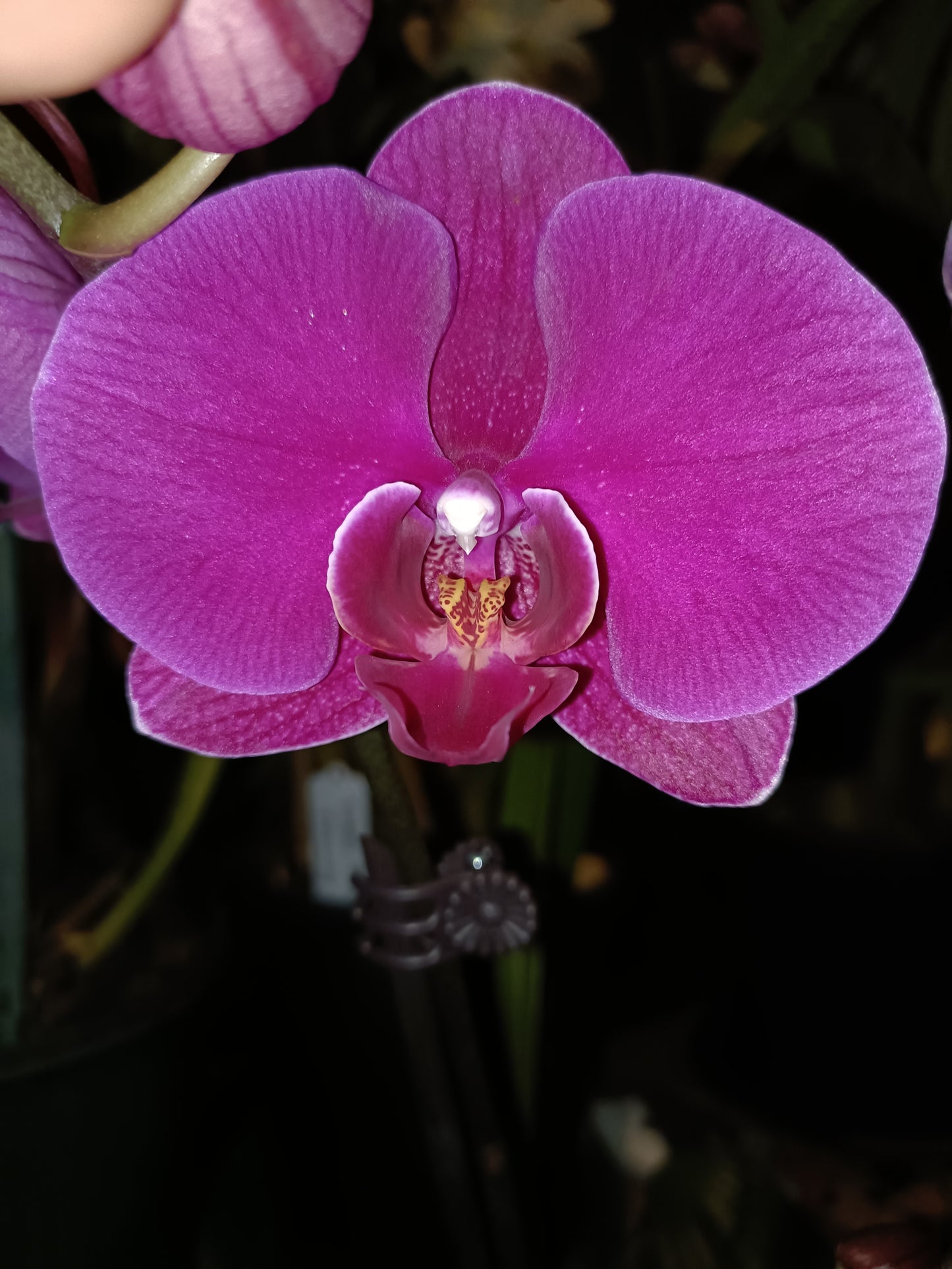 Phalaenopsis Orchid Z4 x Spotty Dotty Butterfly Flowering size unflowered