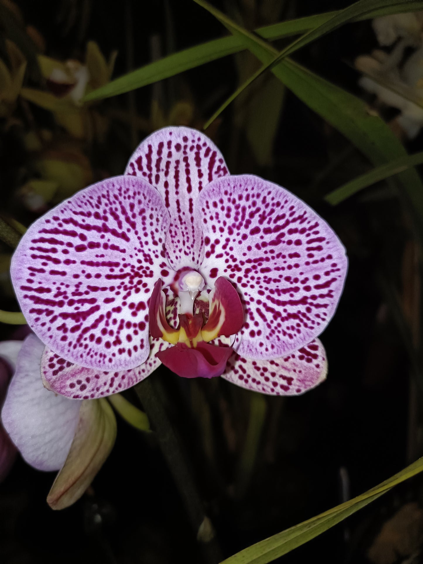 Phalaenopsis Orchid Z4 x Spotty Dotty Butterfly Flowering size unflowered