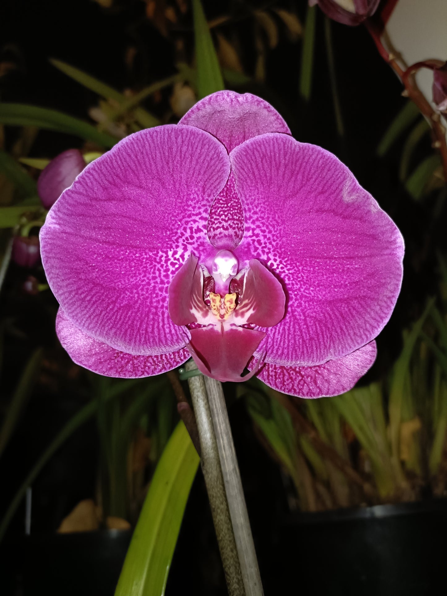Phalaenopsis Orchid Z4 x Spotty Dotty Butterfly Flowering size unflowered