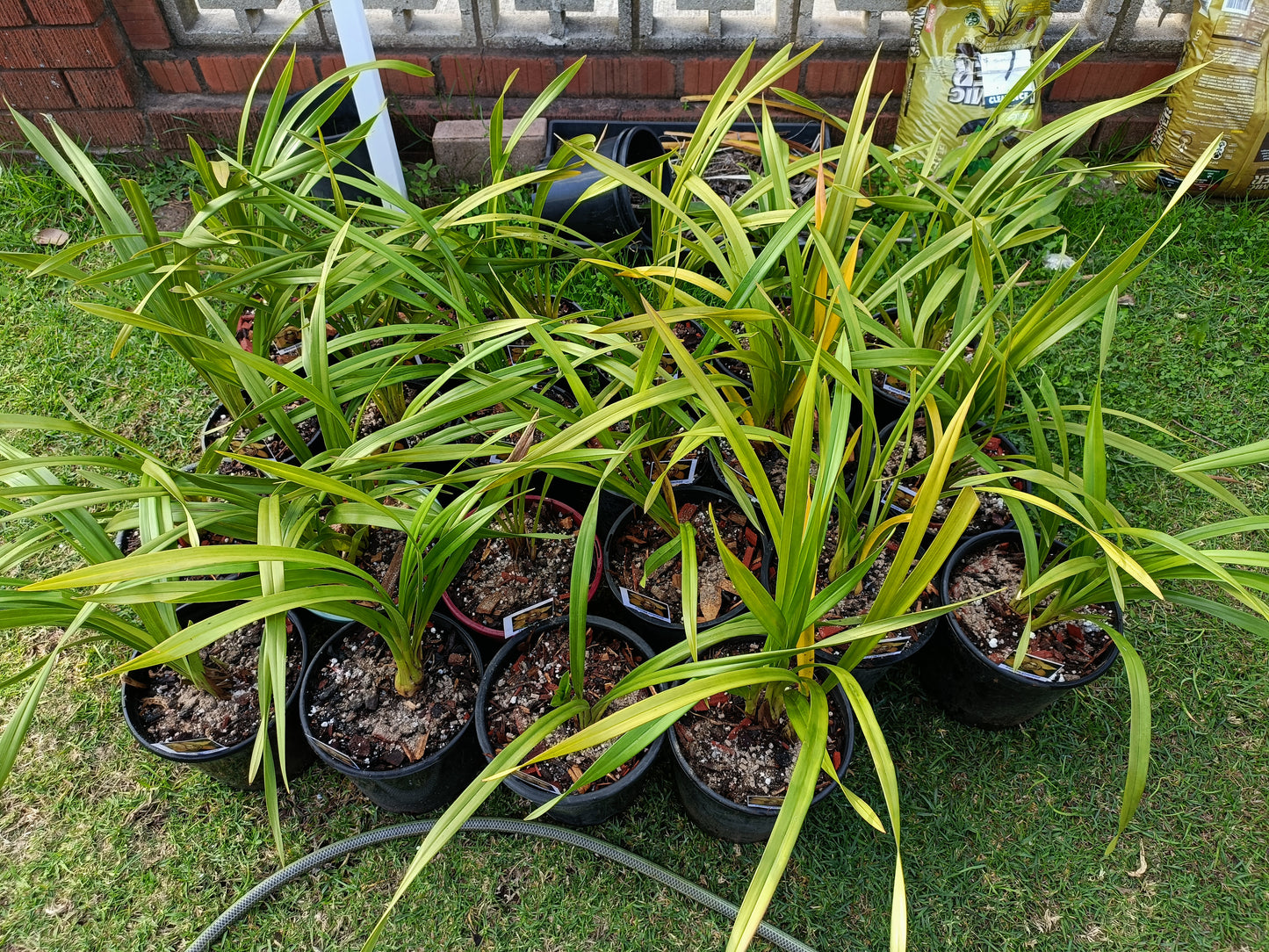 Cymbidum Orchid Florida cracker flowering size