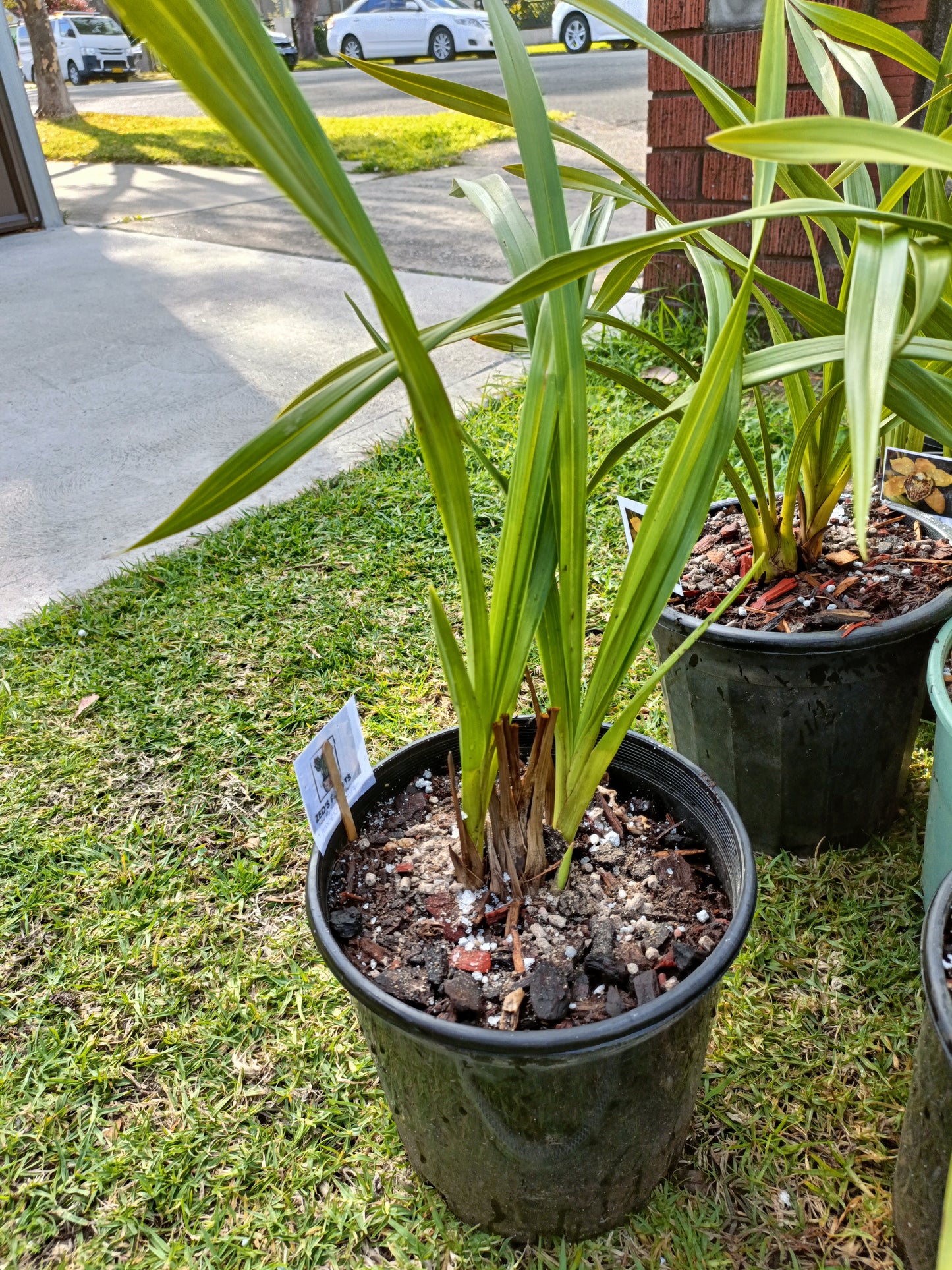 Cymbidium Orchid Anna Szabo 'Geyserland Flowering Size