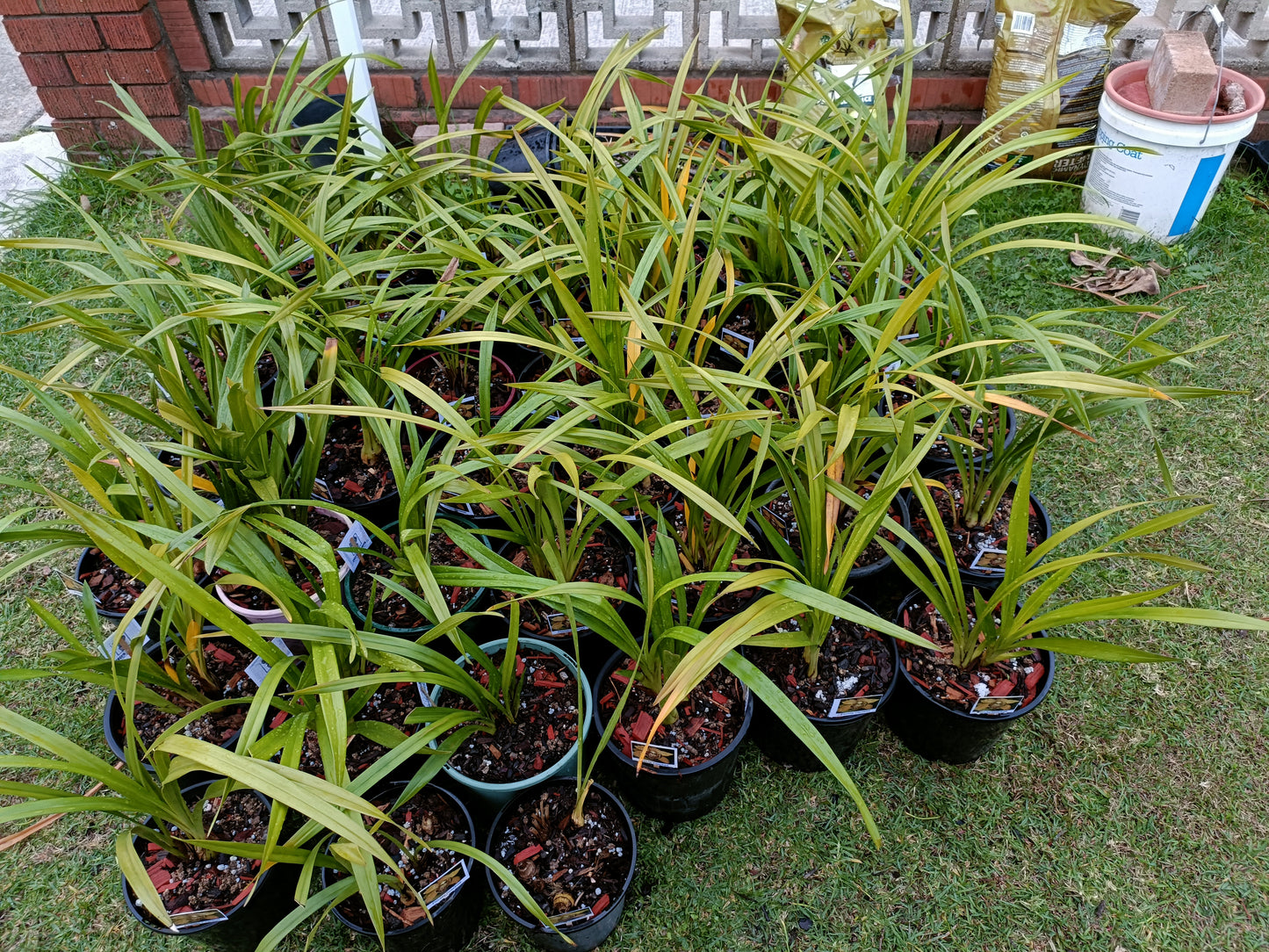 Cymbidium Orchid Anna Szabo 'Geyserland Flowering Size
