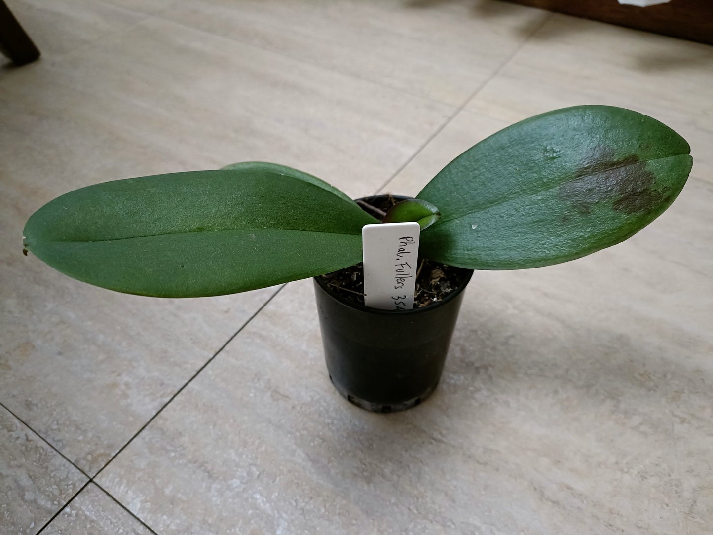 Phalaenopsis Orchid Z4 x Spotty Dotty Butterfly Flowering size unflowered