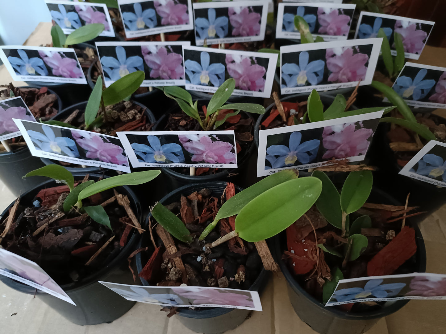 Cattleya loddigesii (purple heart x Petonic Brazil) Seedling