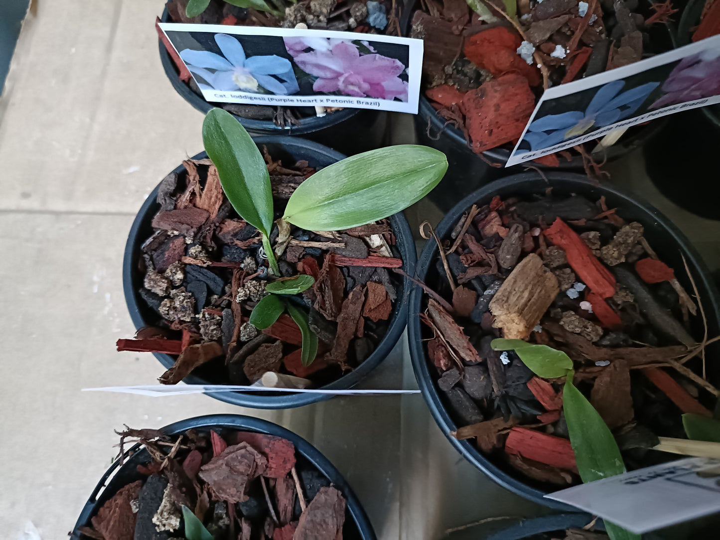 Cattleya loddigesii (purple heart x Petonic Brazil) Seedling