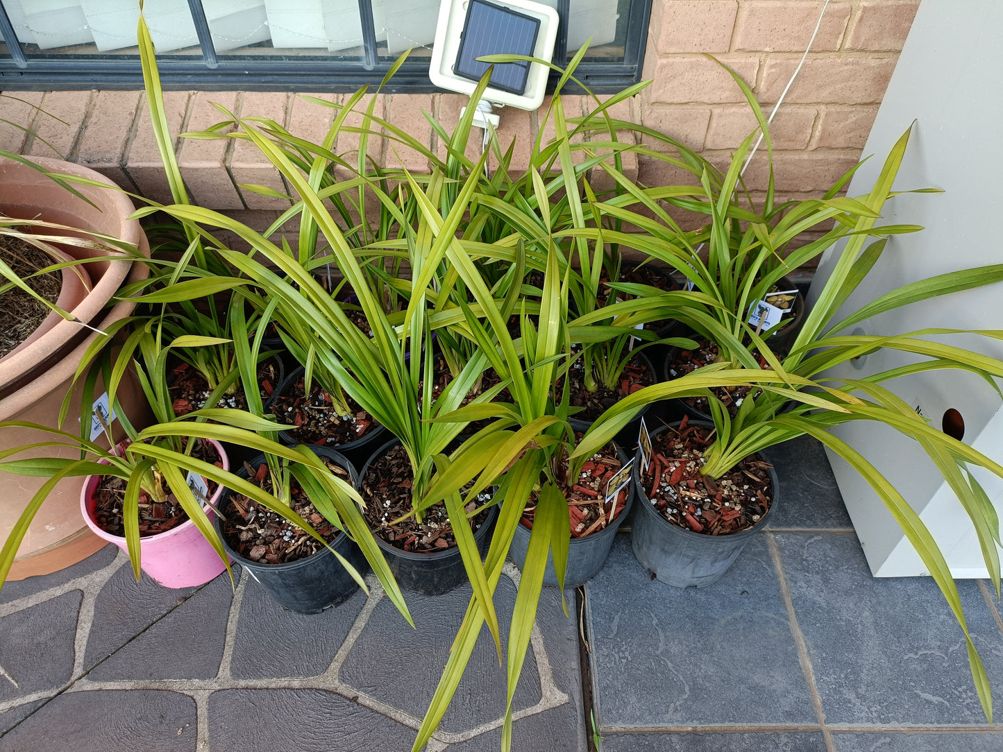 Cymbidium Orchid Anna Szabo 'Geyserland Flowering Size
