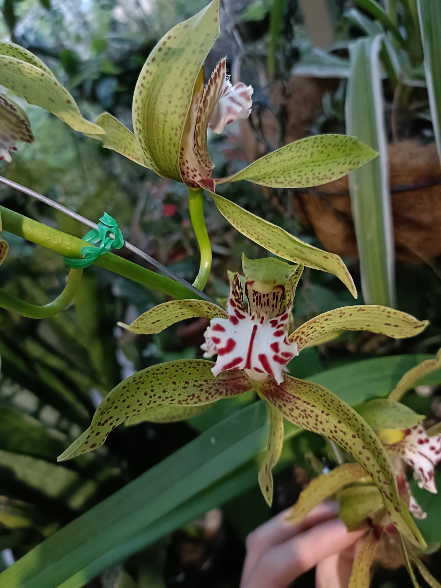 Cymbidium Tracyanum Atlantis x Tracyanum Citron Sunray flowering Sized Seedling Very Strong Scent