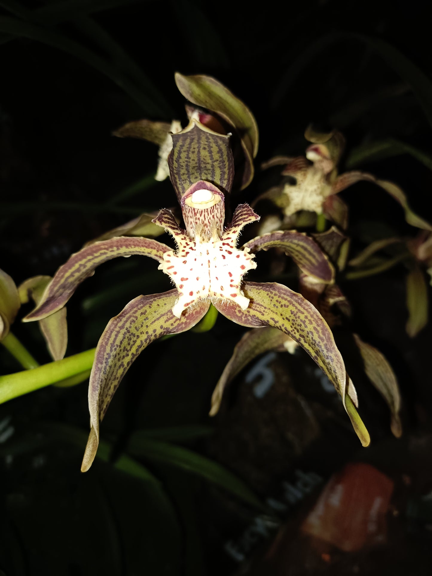 Cymbidium Tracyanum Atlantis x Tracyanum Citron Sunray flowering Sized Seedling Very Strong Scent