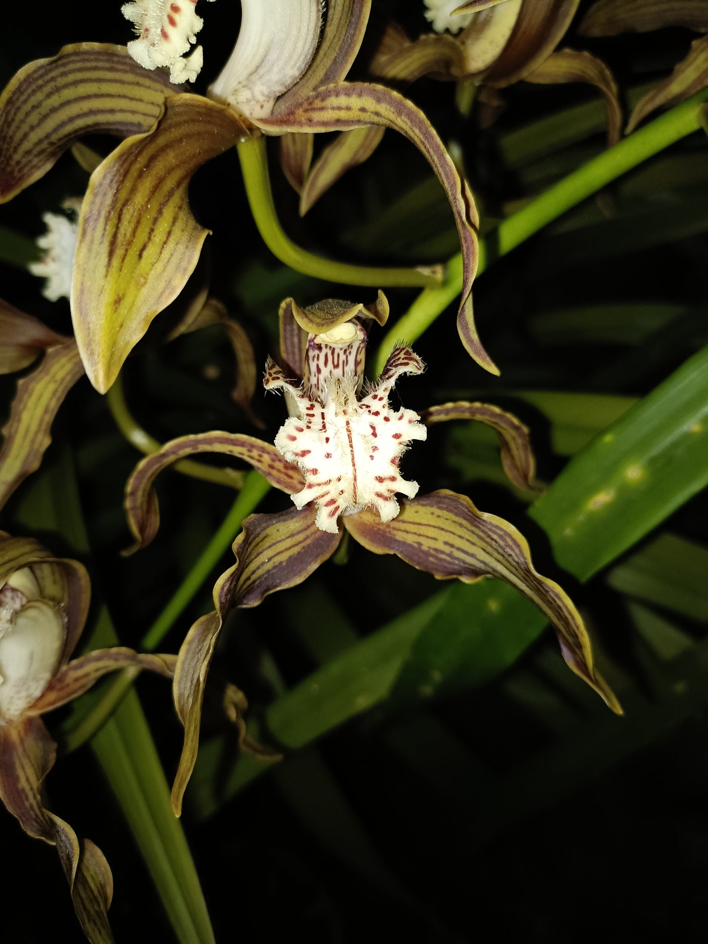 Cymbidium Tracyanum Atlantis flowering Sized Plant Very Strong Scent