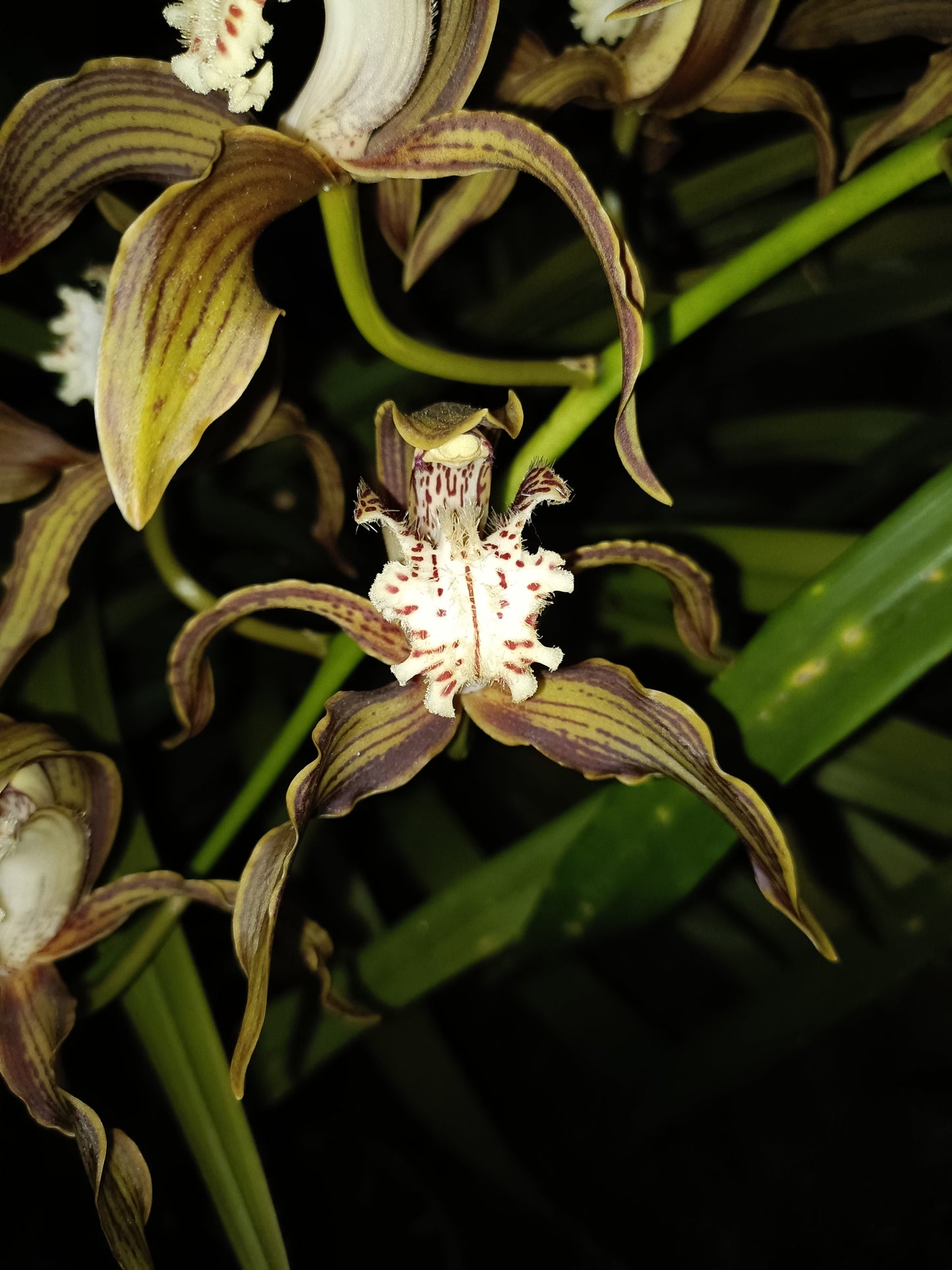 Cymbidium Tracyanum Atlantis x Tracyanum Citron Sunray flowering Sized Seedling Very Strong Scent