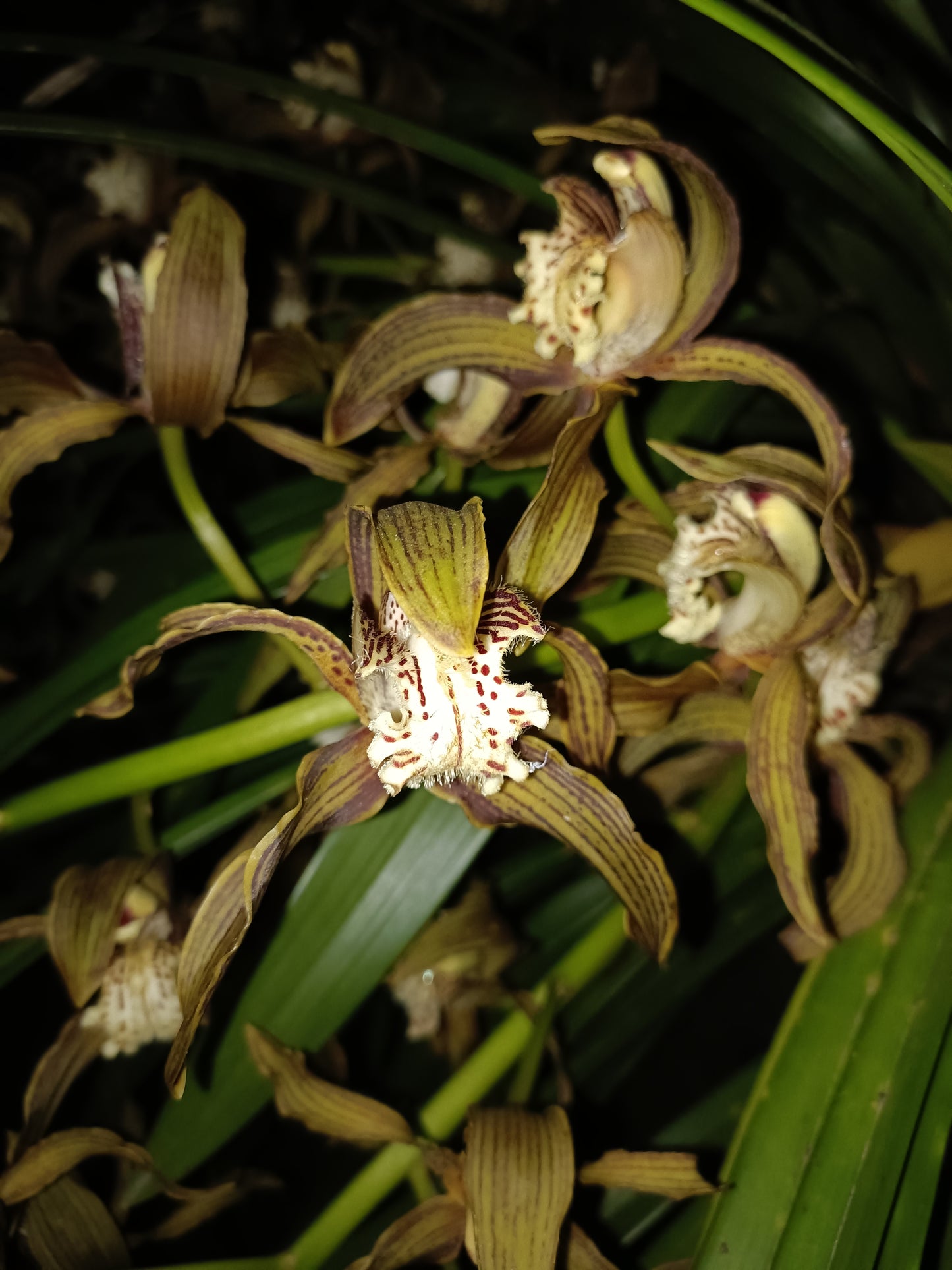 Cymbidium Tracyanum Atlantis x Tracyanum Citron Sunray flowering Sized Seedling Very Strong Scent