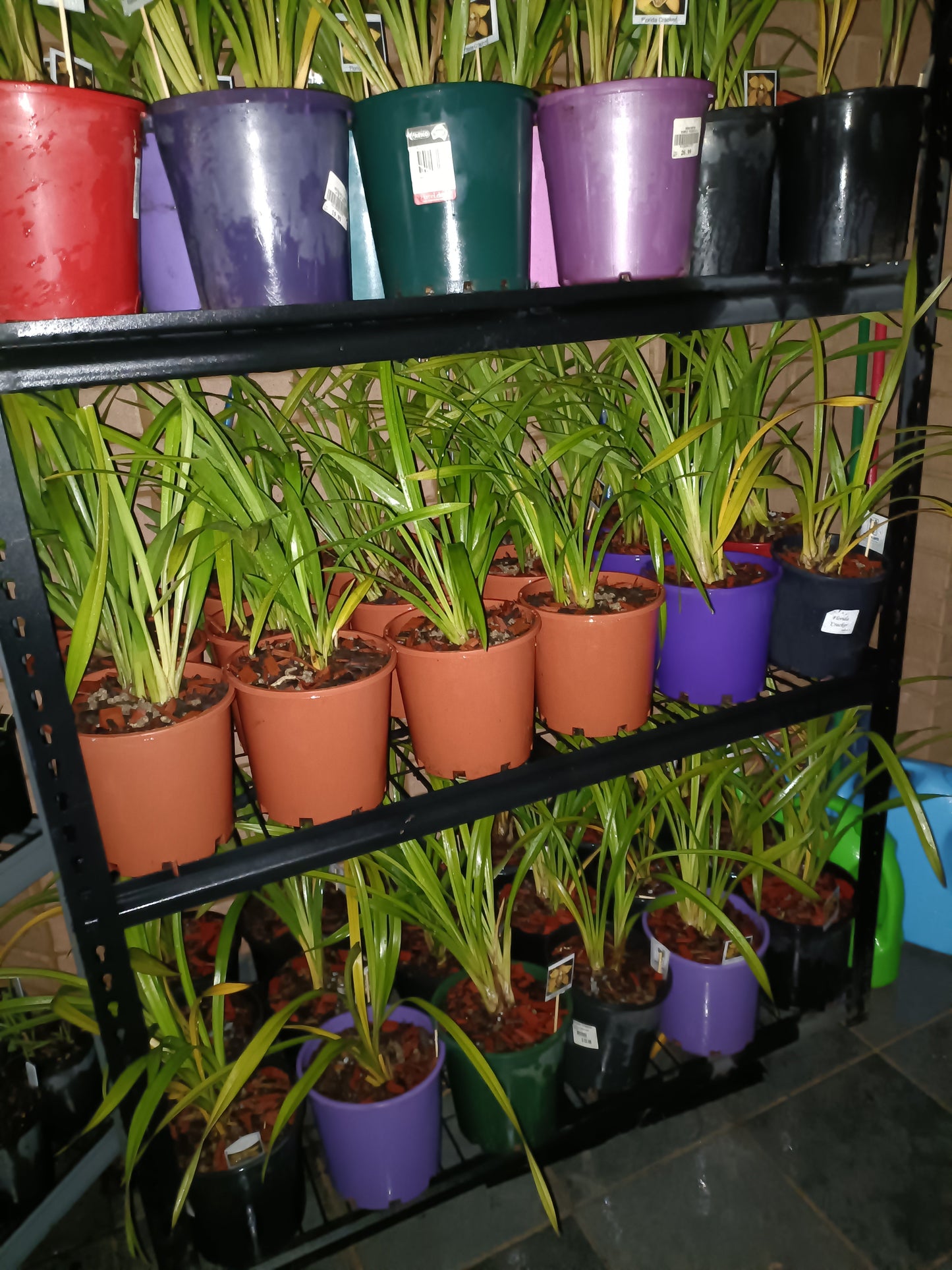 Cymbidium (Erythraeum Paradise x (Remake Arachnid)X Death Wish Withering Glance Flowering size