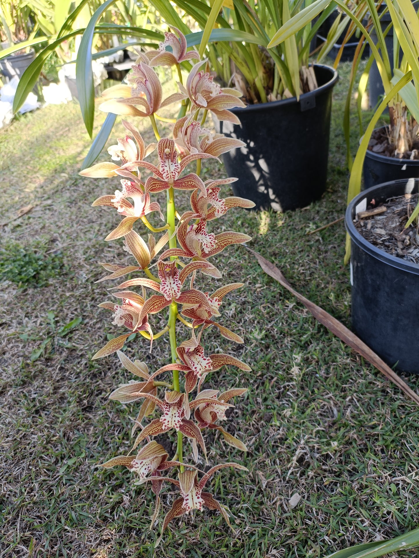 Cymbidium (erythraeum var. erythraeum X iridioides) Flowering size seedlings
