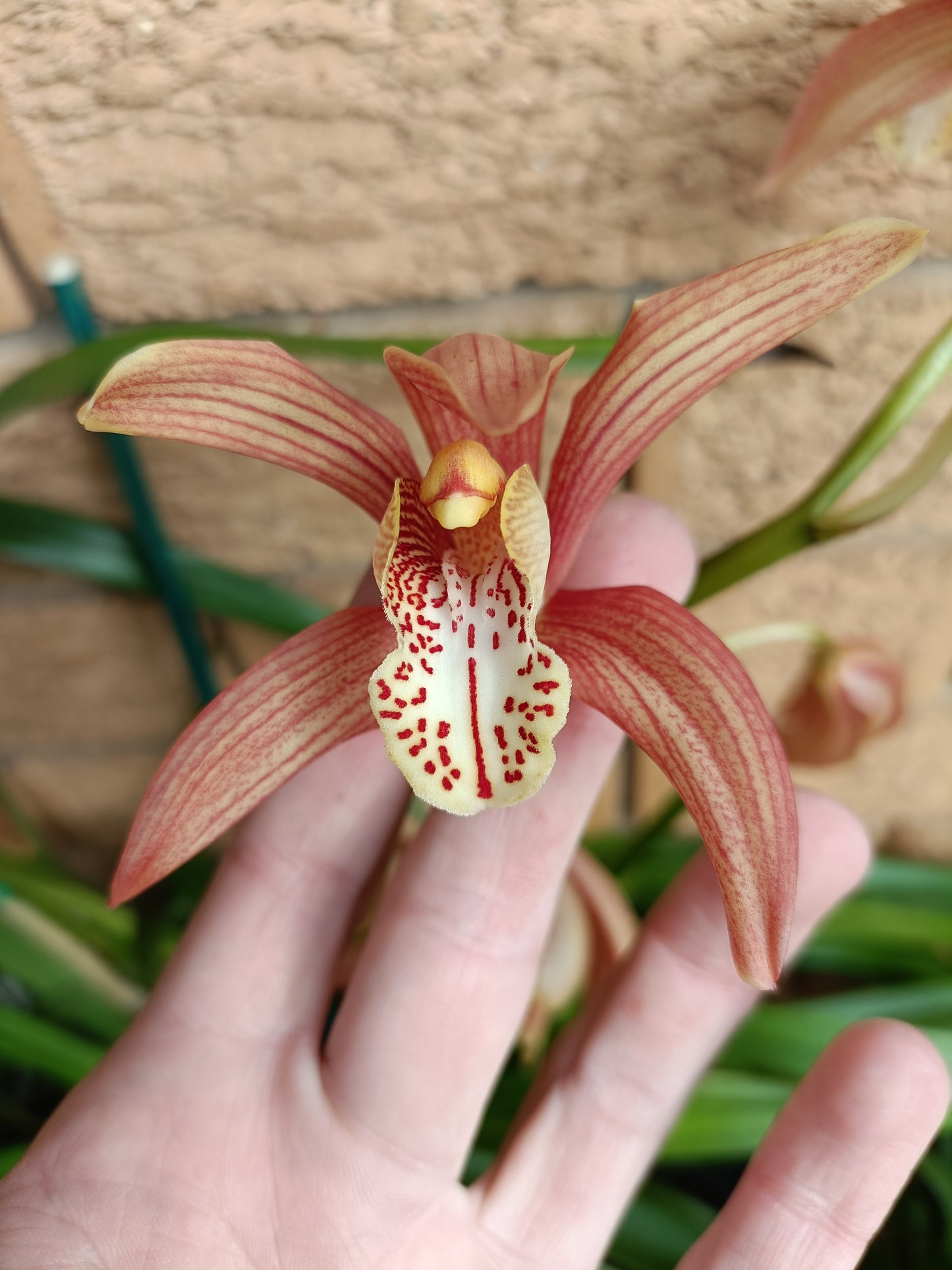 Cymbidium (Erythrostylom x FoxFire Dancer) x Erythraeum Flowering Size no 3
