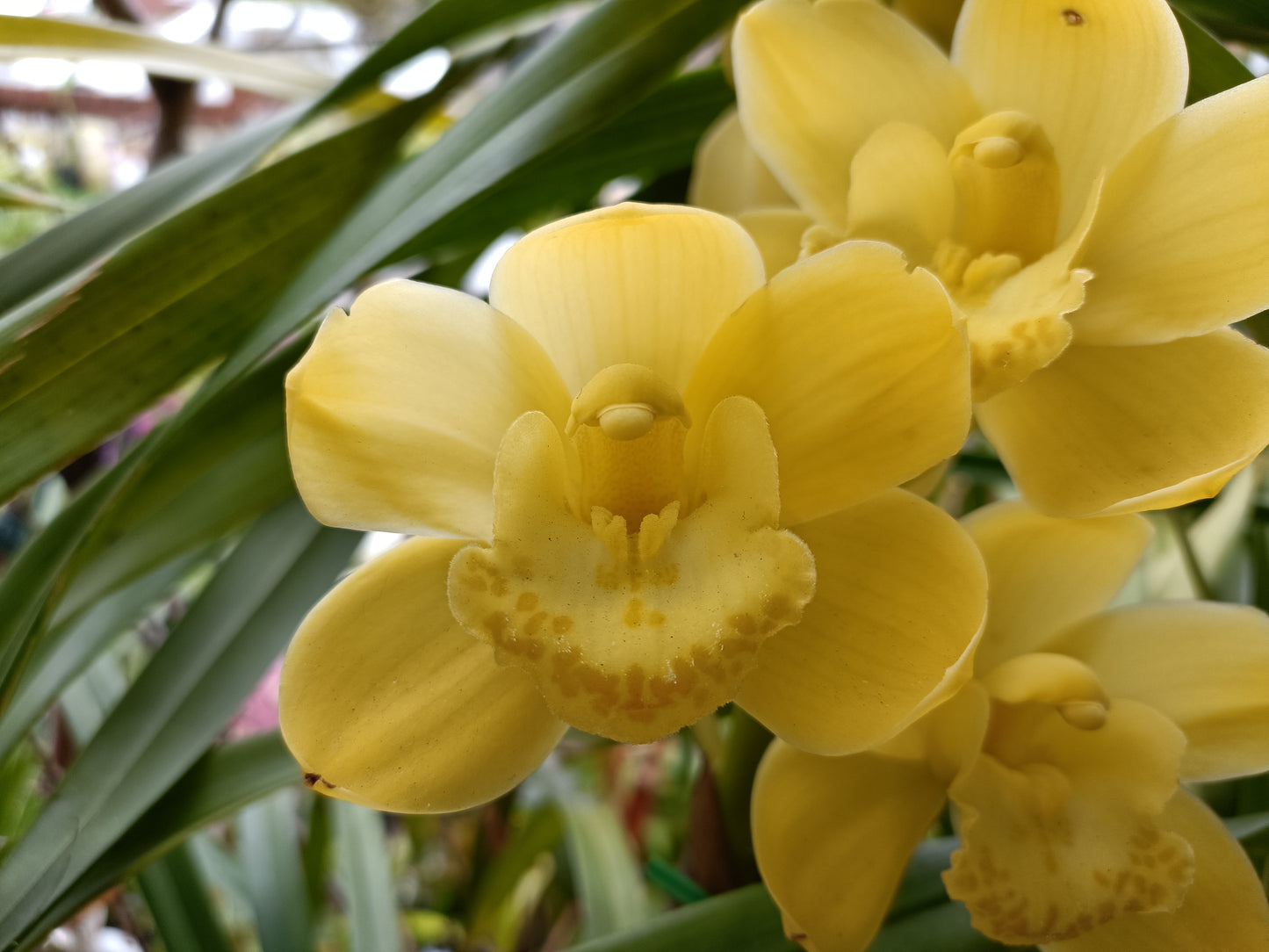 Cymbidium Pharrohs Dream Barcelona Flowering size