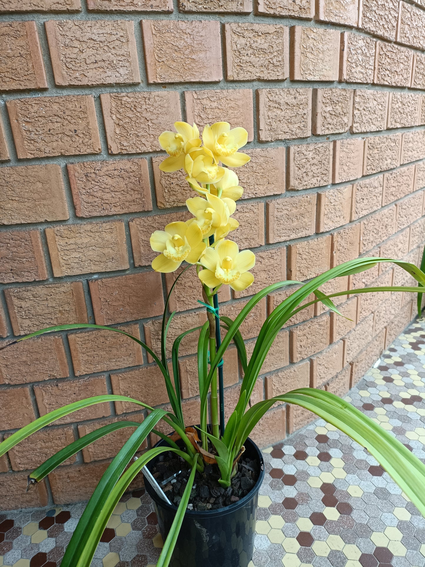 Cymbidium Pharrohs Dream Barcelona Flowering size
