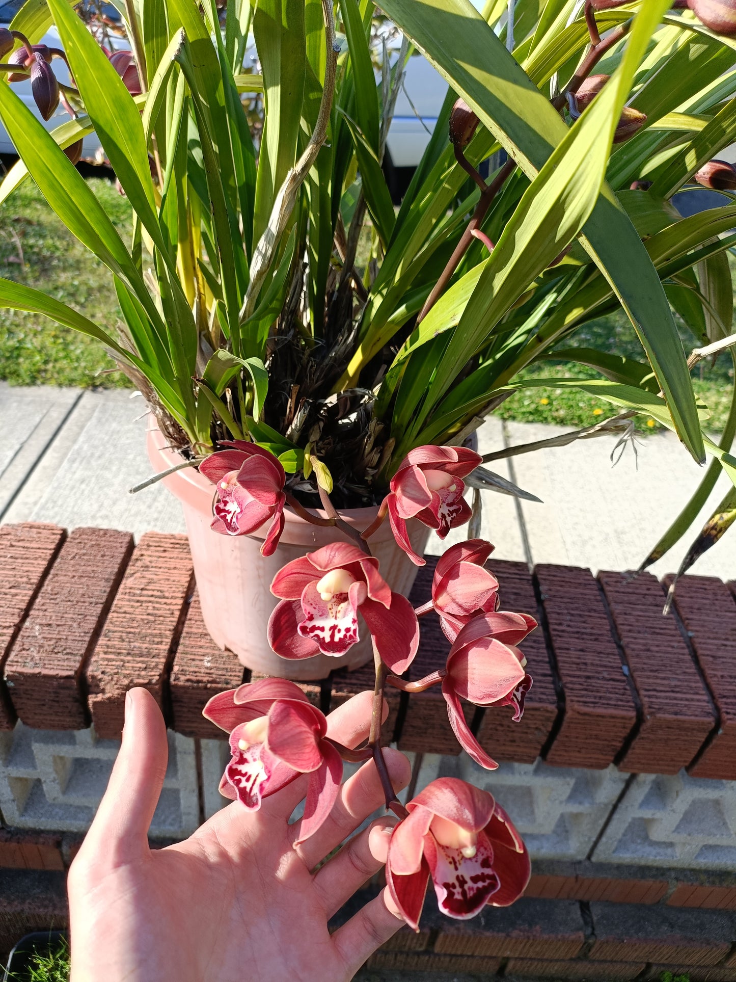 Cymbidium Flaming Hot ZDERIC Flowering size