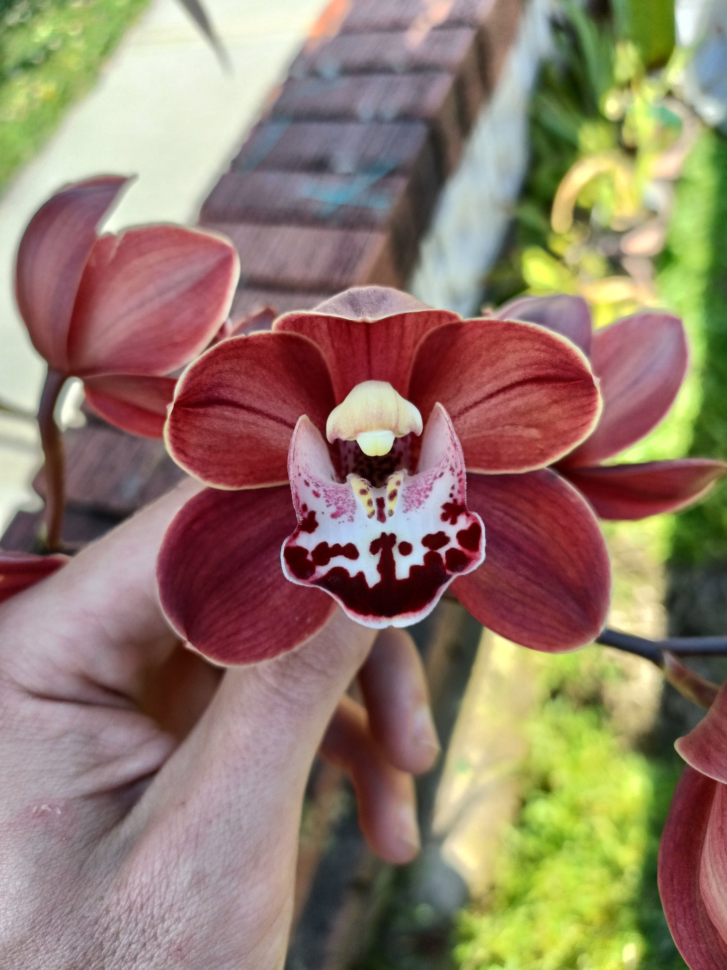 Cymbidium Flaming Hot ZDERIC Flowering size