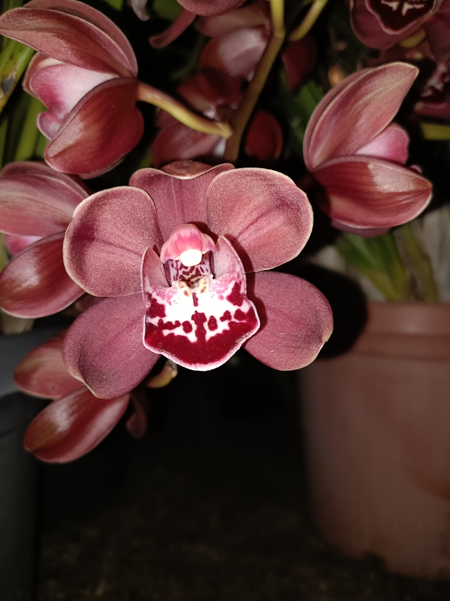 Cymbidium Flaming Hot ZDERIC Flowering size