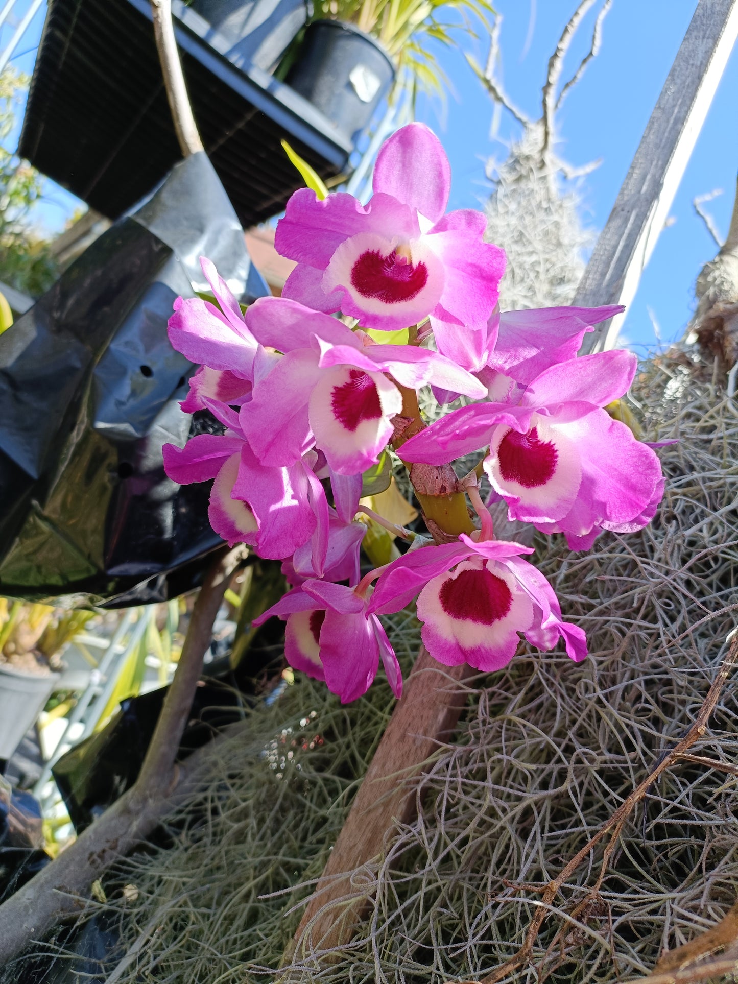Dendrobium soft Cane